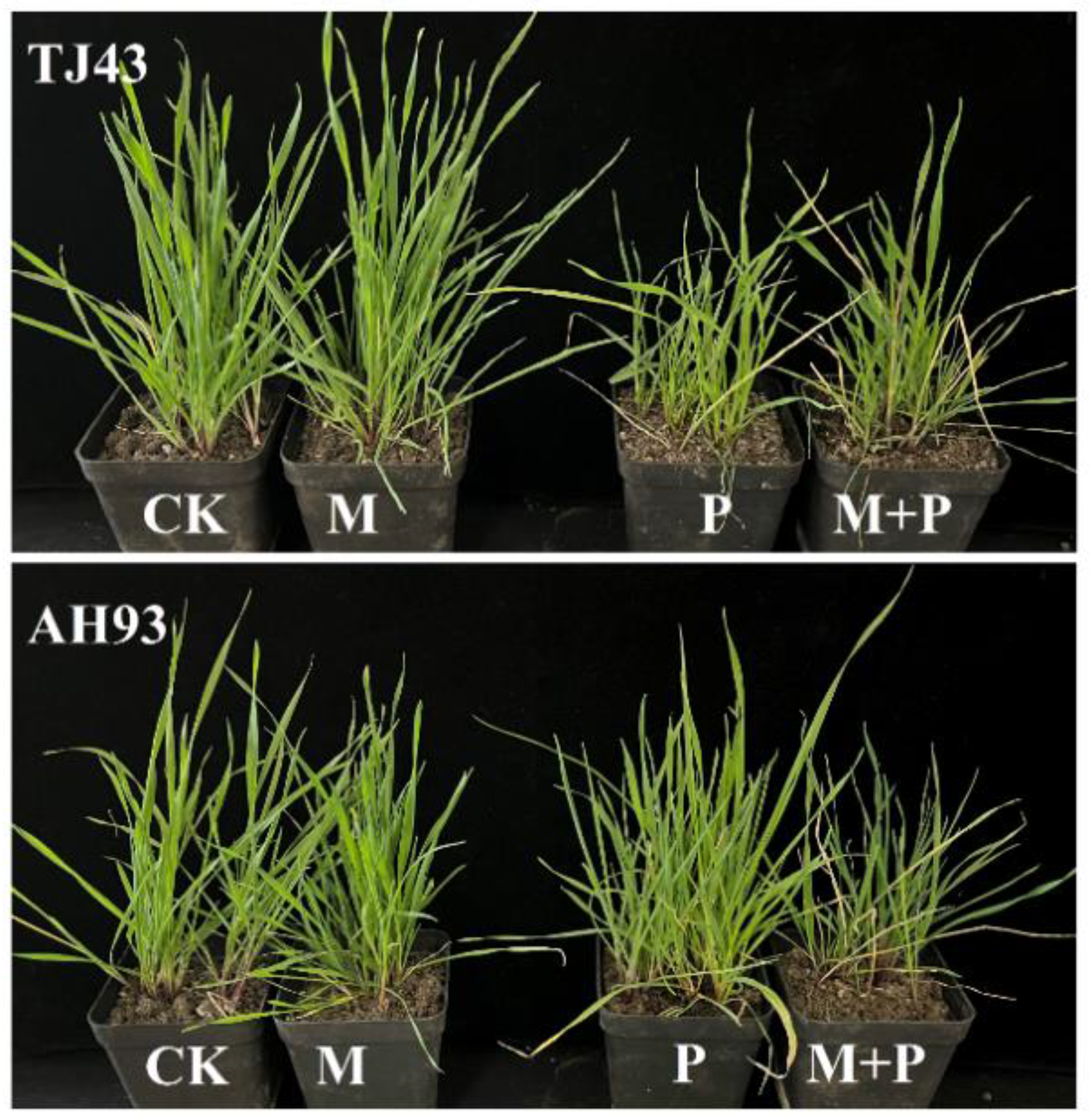 Plants 11 01645 g002