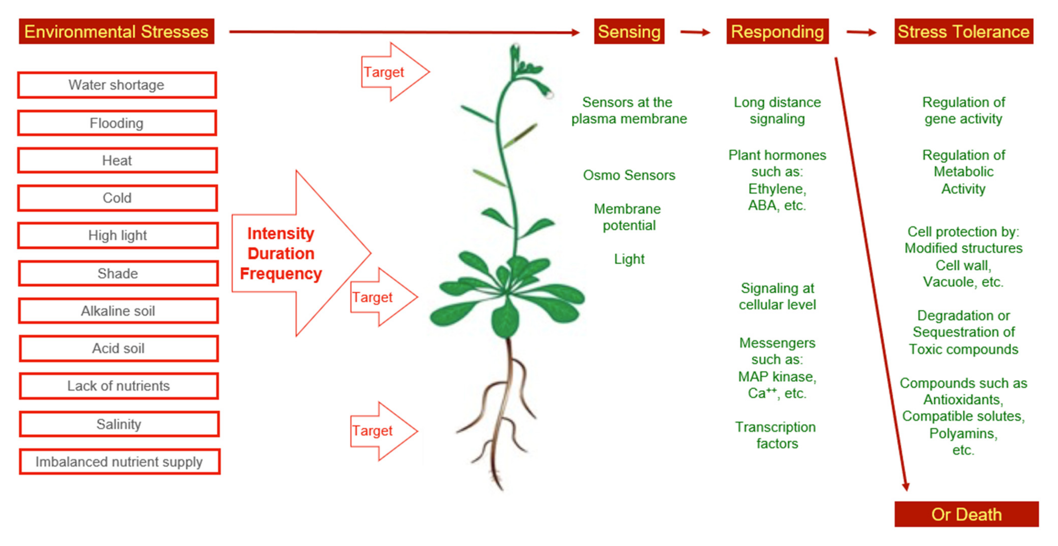 Plants 11 01654 g001