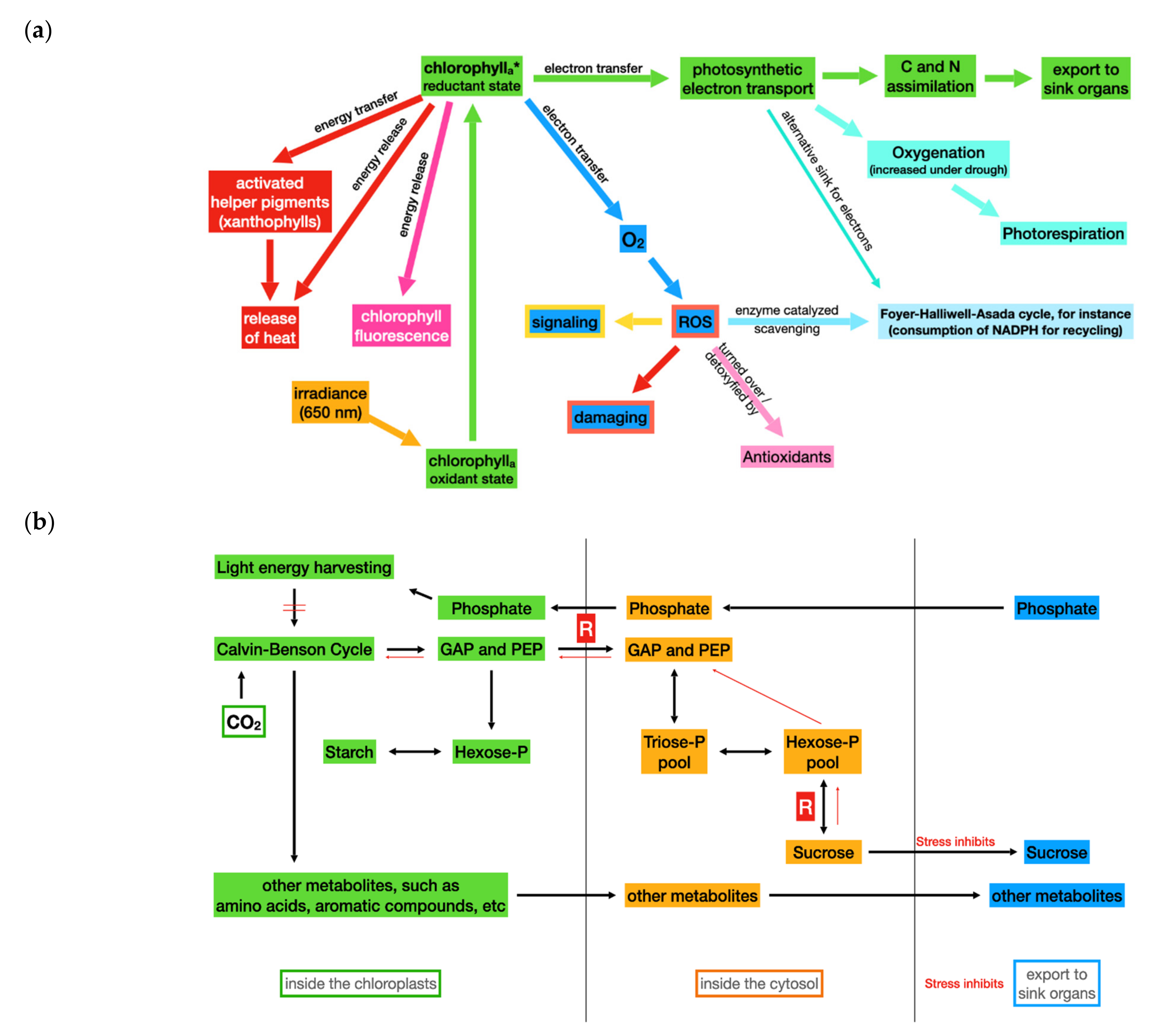 Plants 11 01654 g002