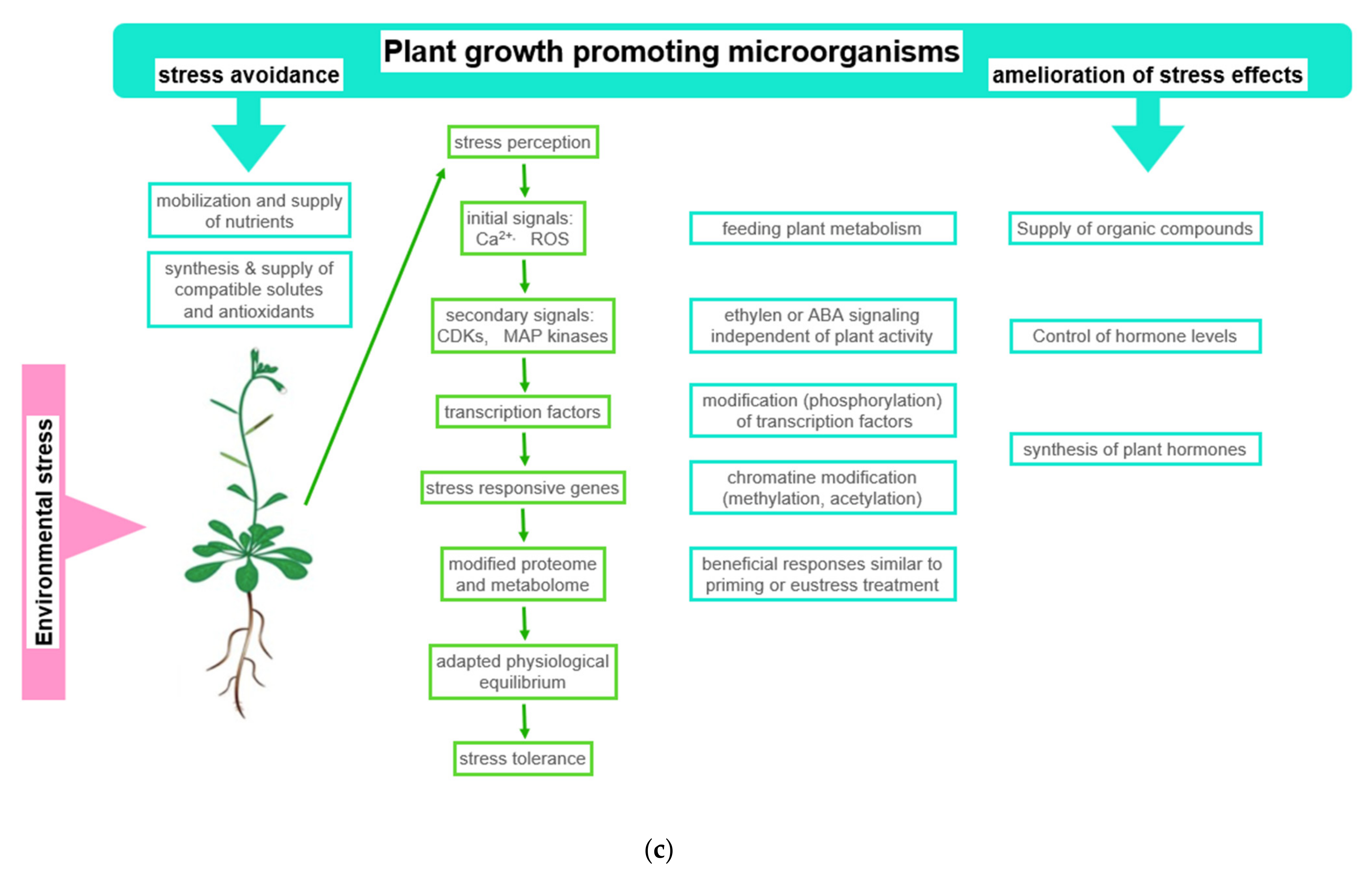 Plants 11 01654 g004b