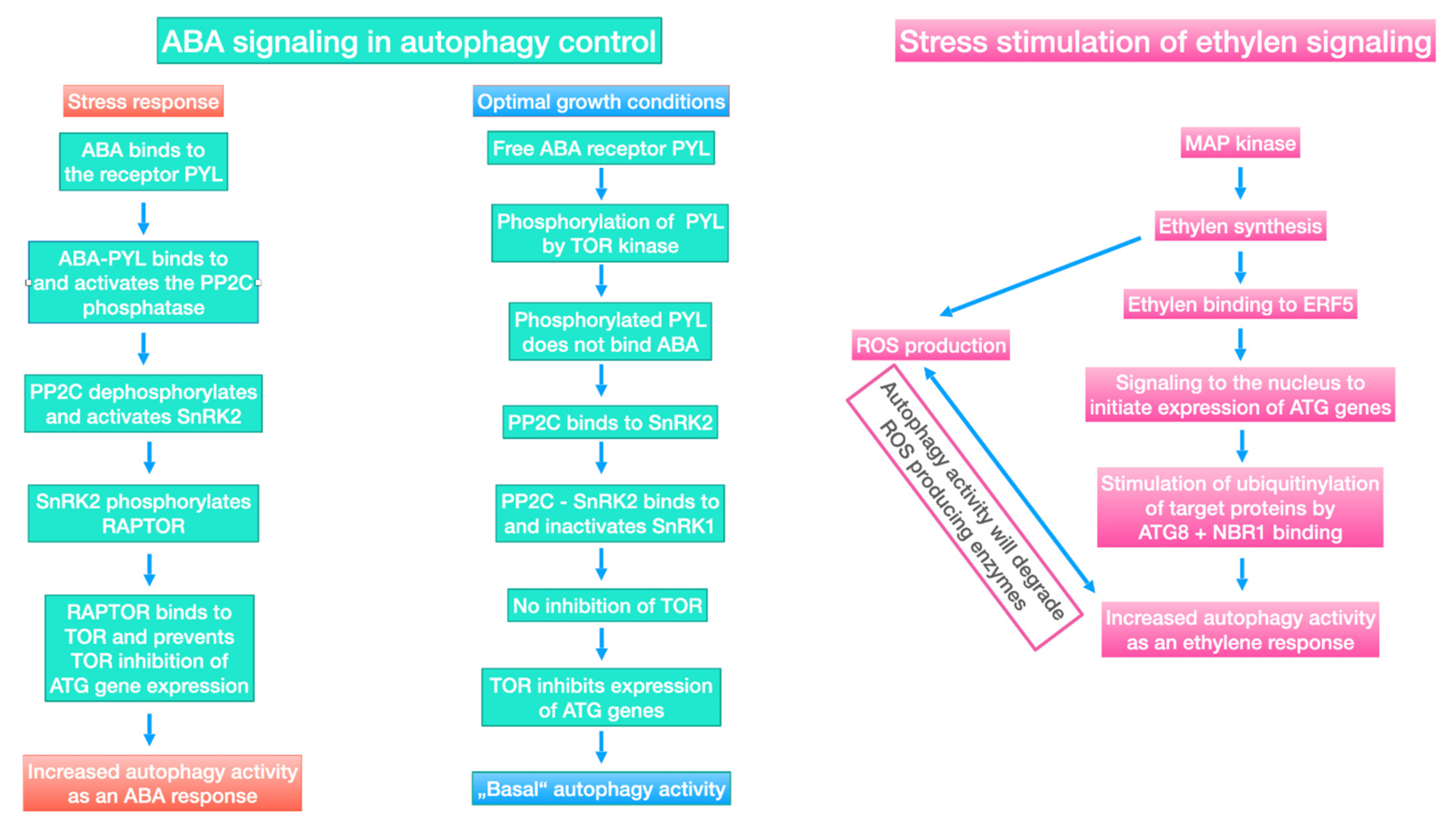 Plants 11 01654 g007