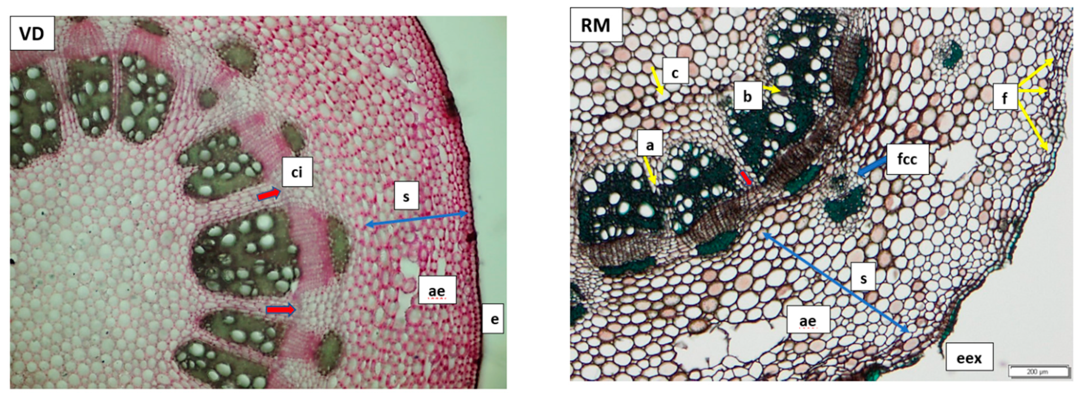 Plants 11 01663 g003