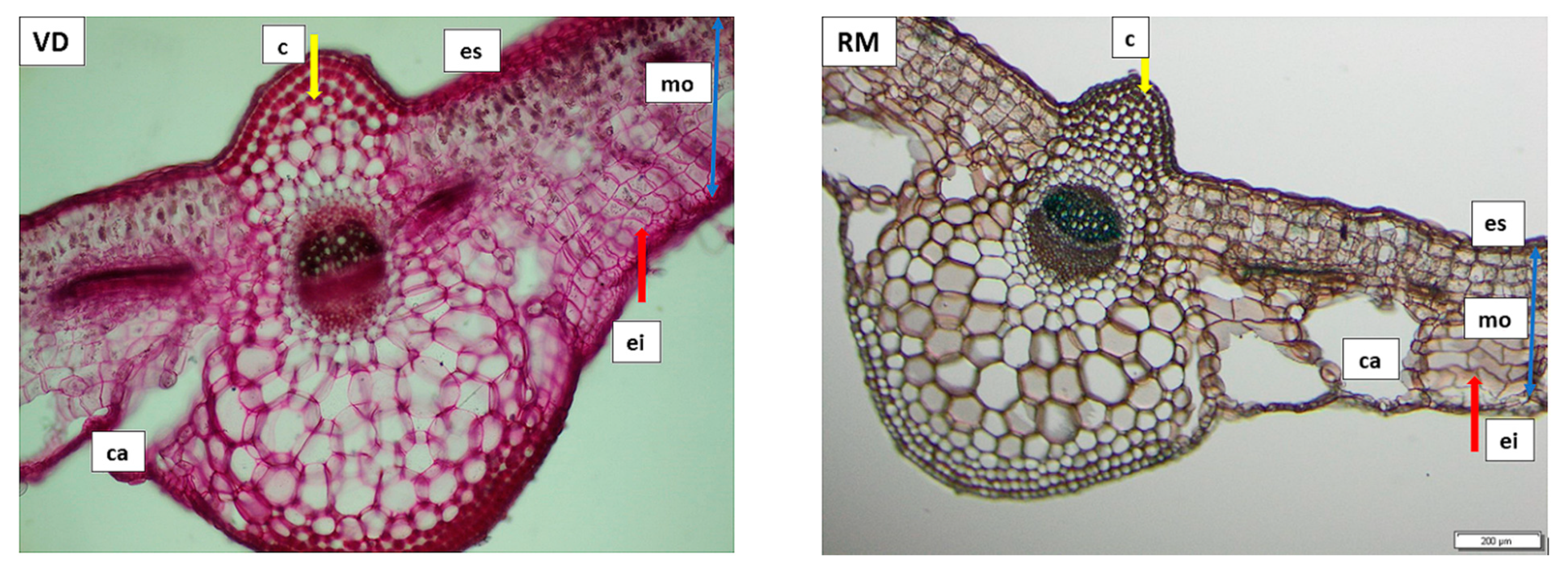 Plants 11 01663 g004