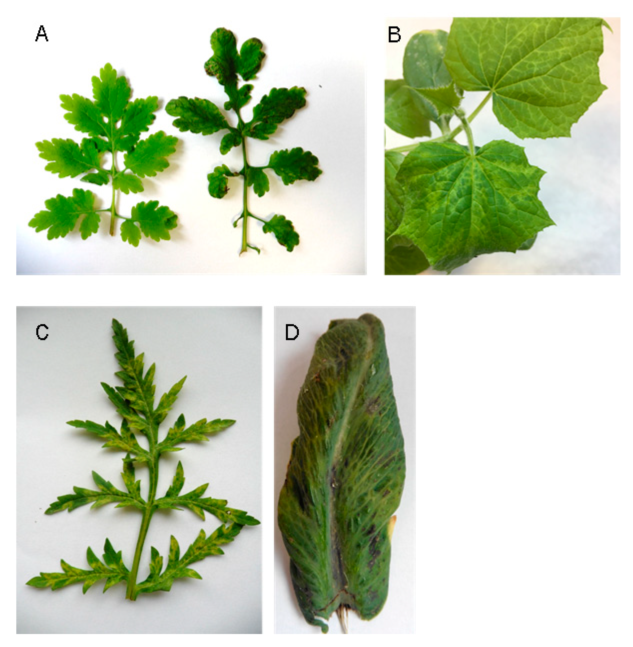 Plants 11 01665 g001