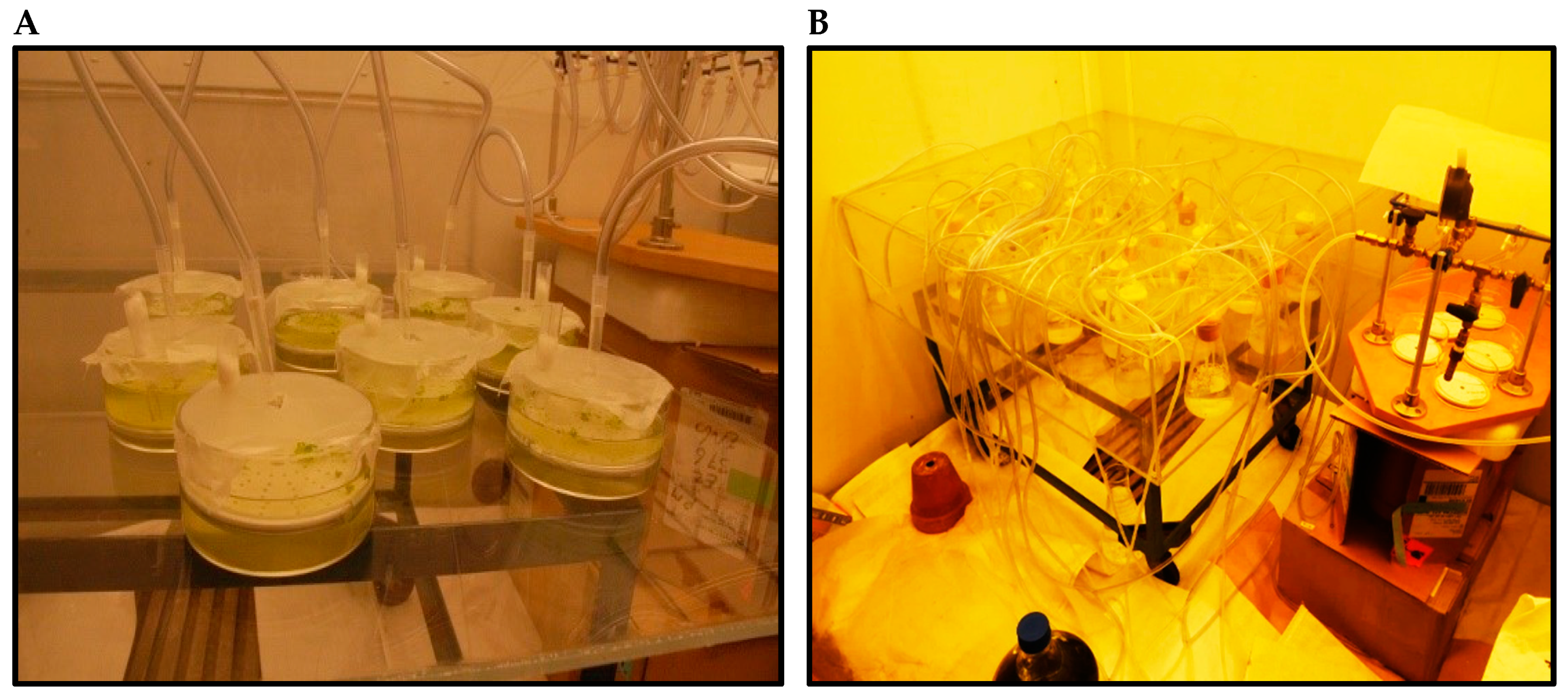 Plants 11 01669 g001