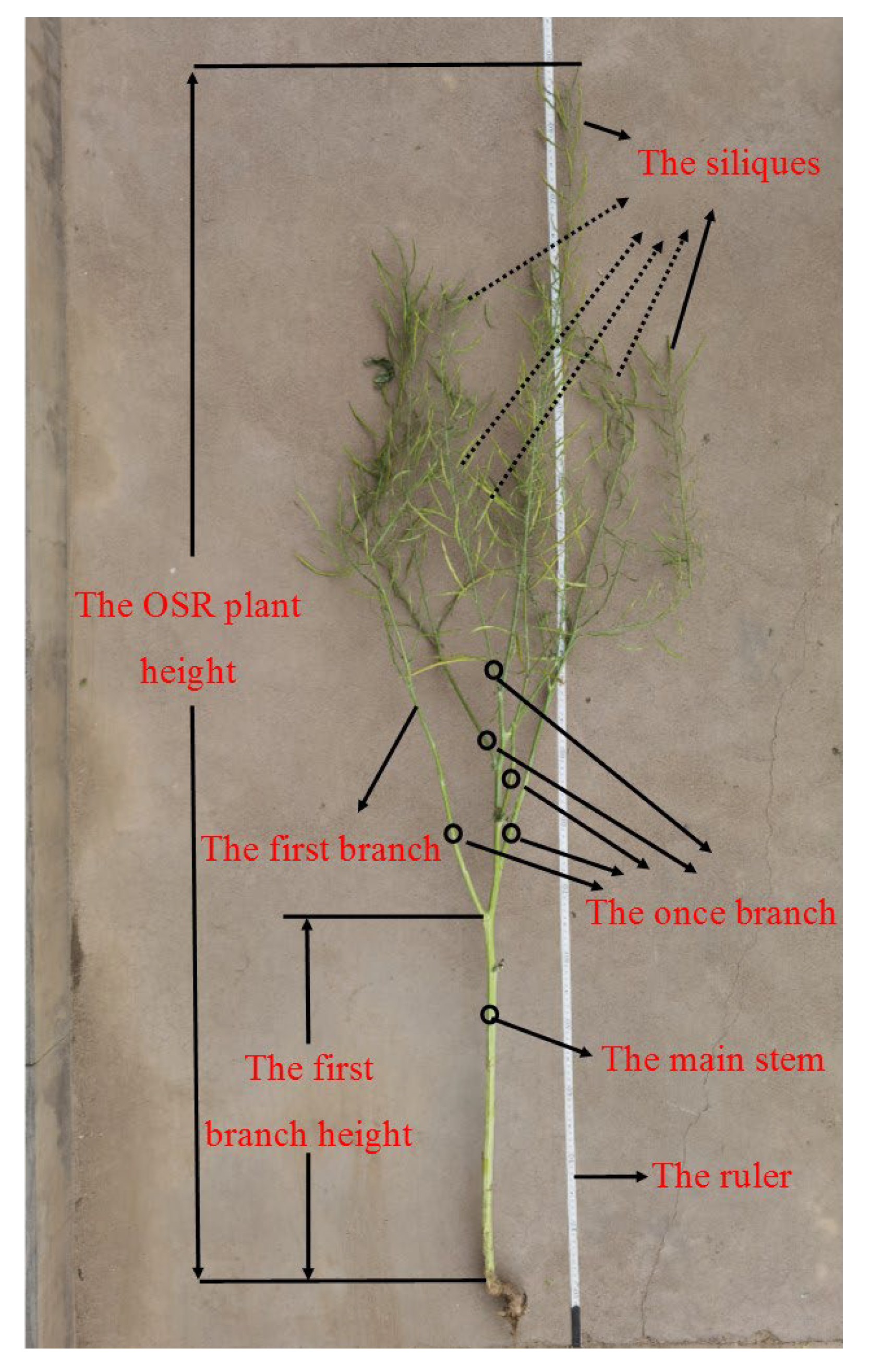 Plants 11 01677 g003