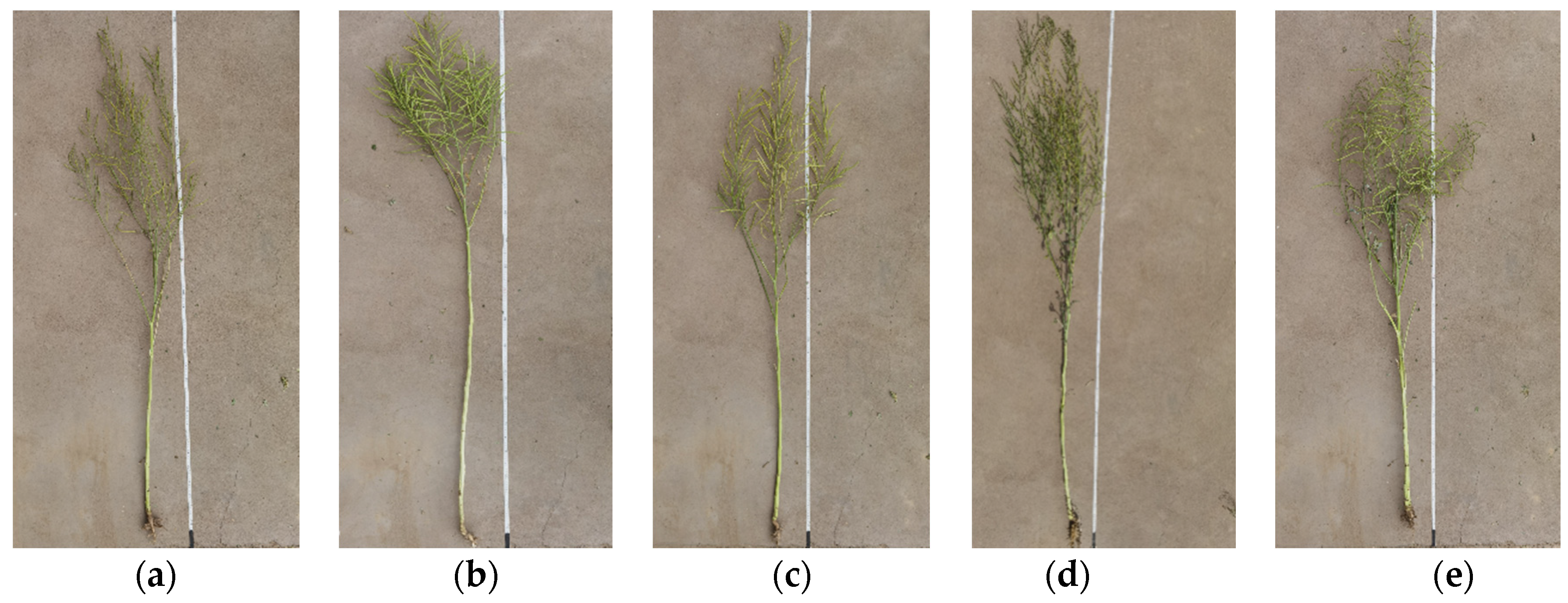 Plants 11 01677 g004