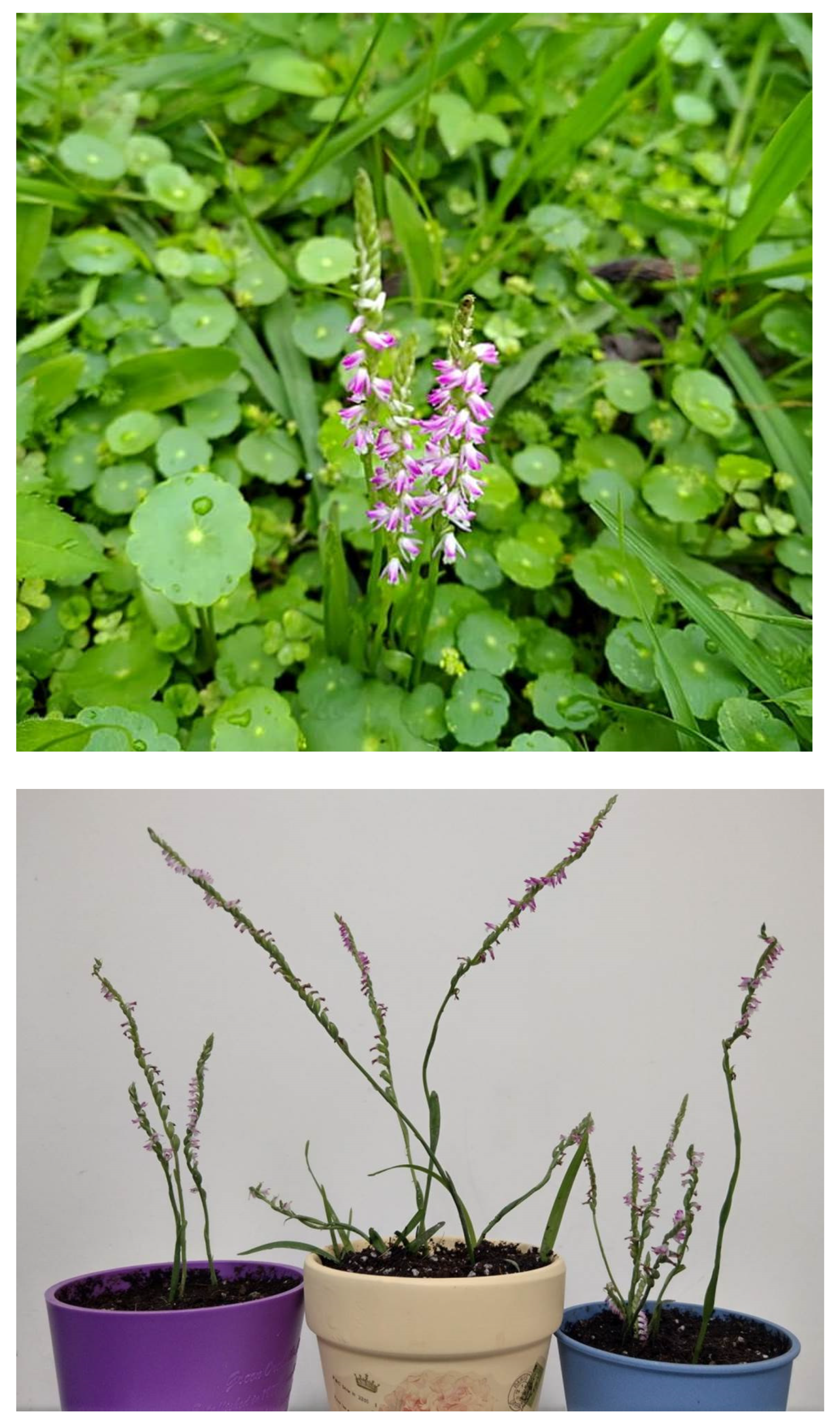 Plants 11 01692 g001