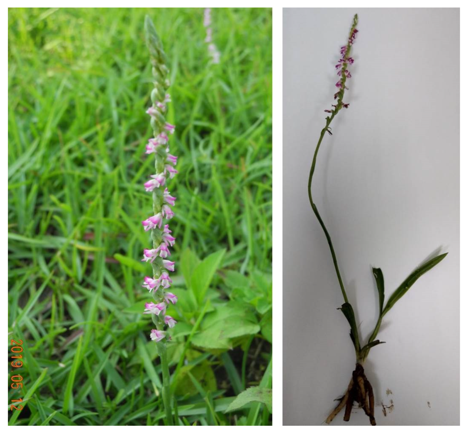 Plants 11 01692 g002