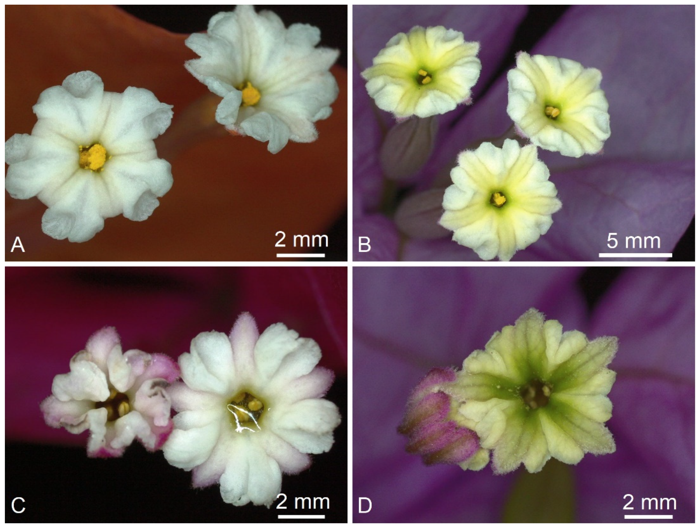 Plants 11 01700 g006