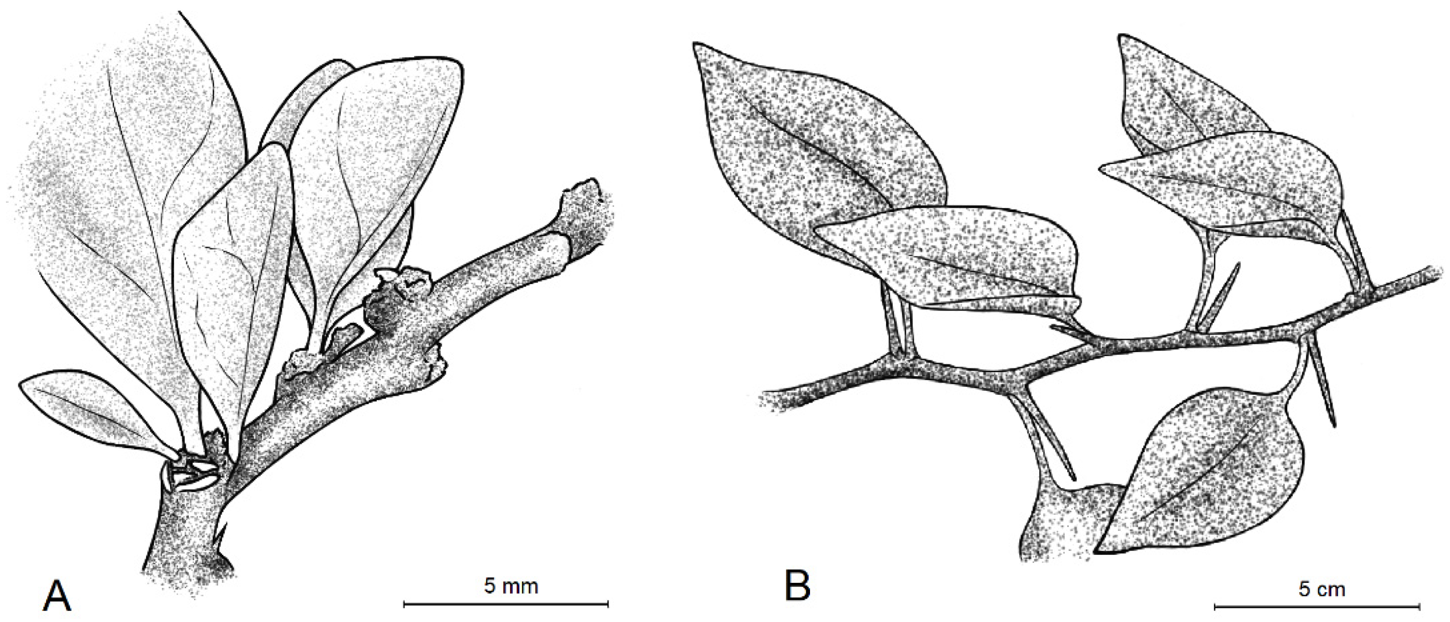 Plants 11 01700 g007
