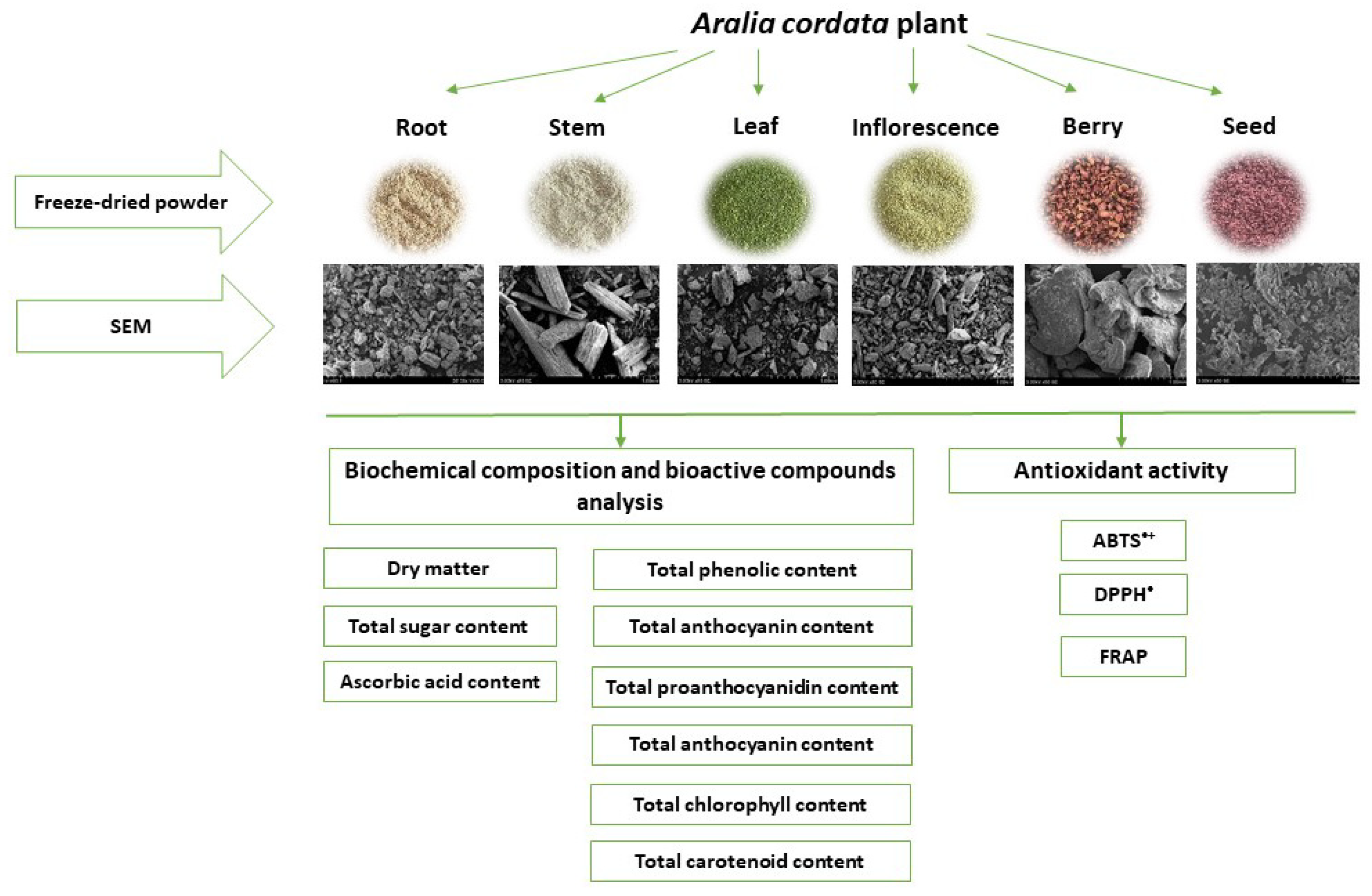 Plants 11 01704 g001 Plants 11 01704 g001