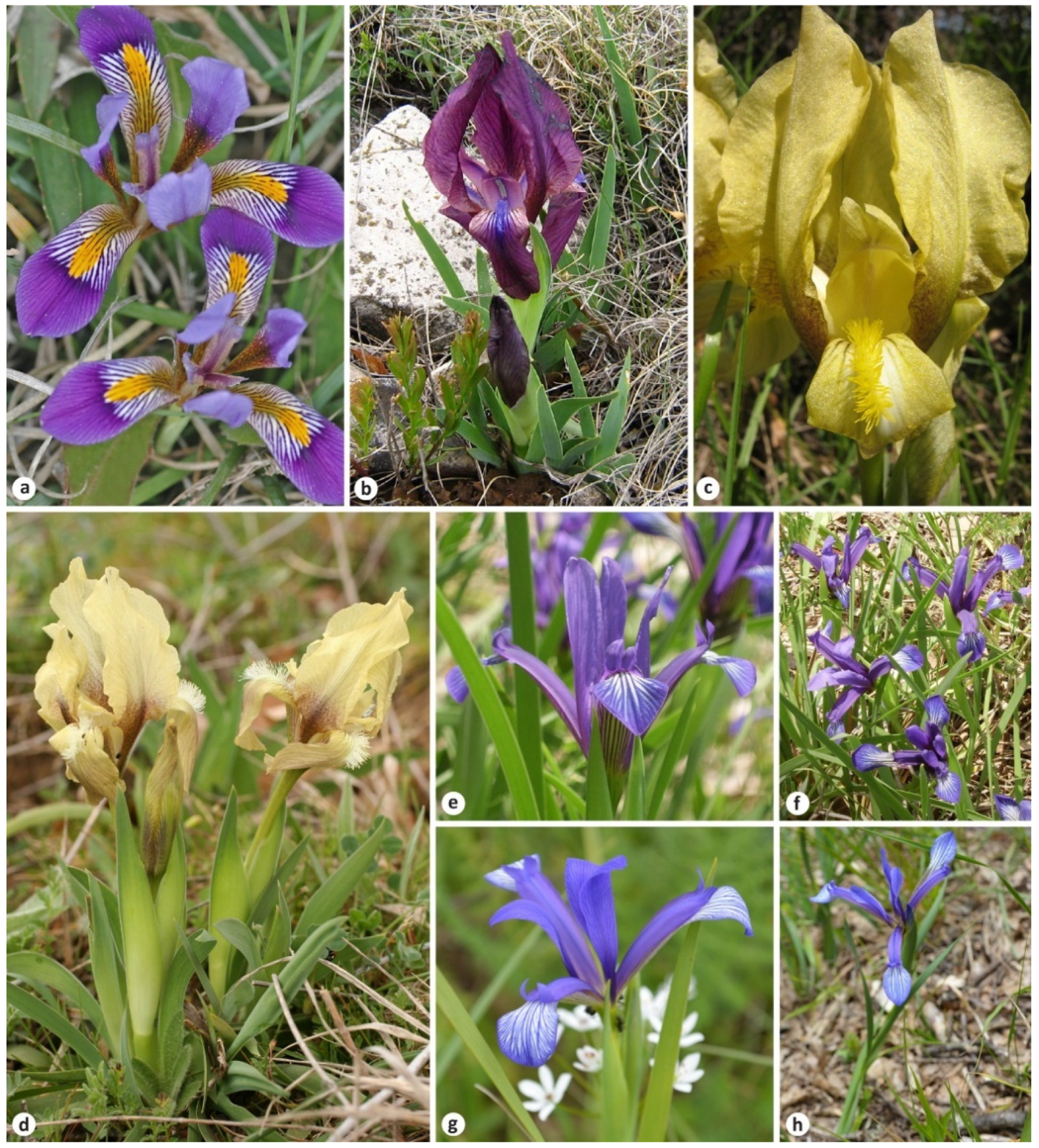 Plants 11 01714 g001 Plants 11 01714 g001