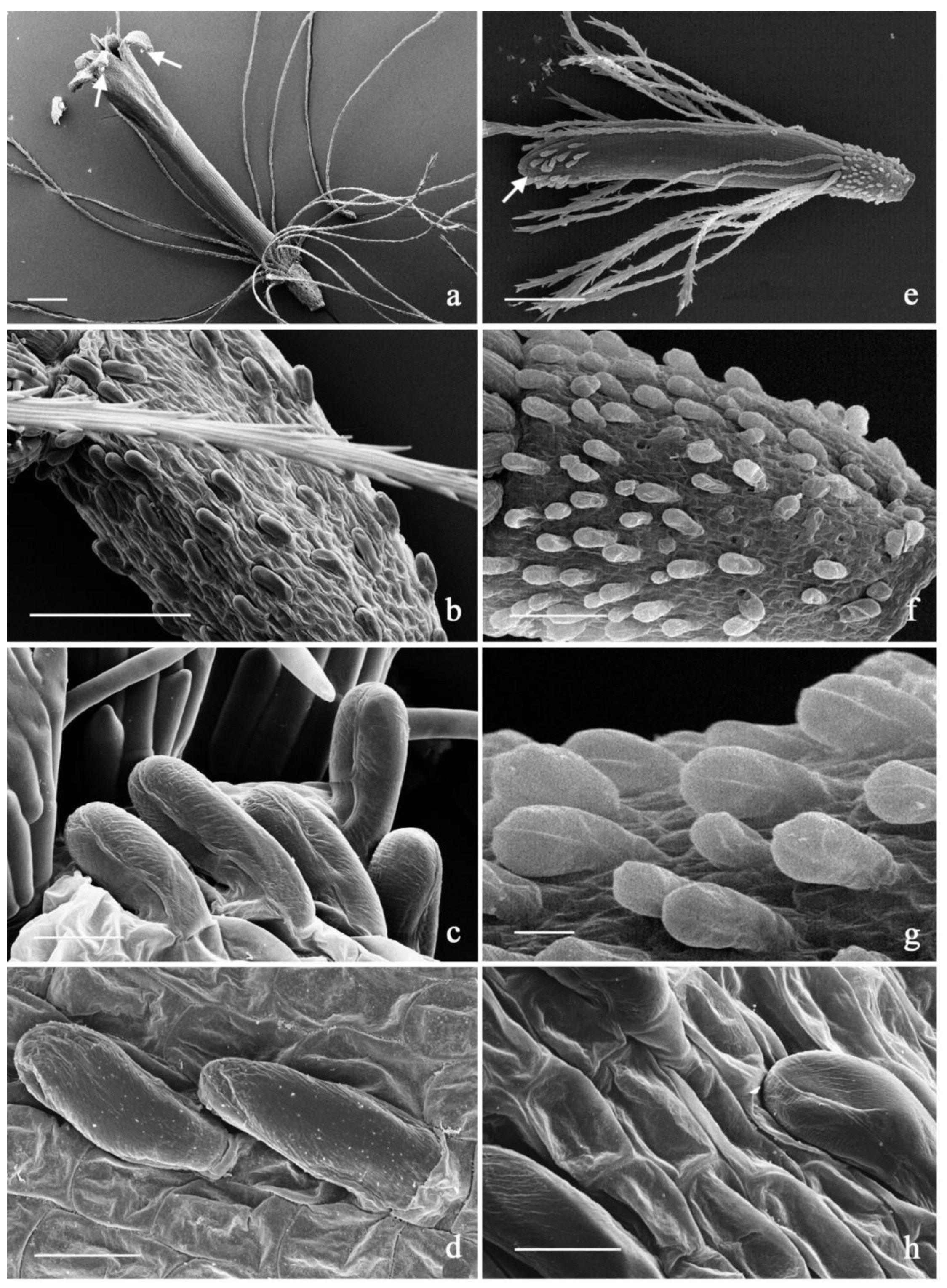 Plants 11 01719 g003