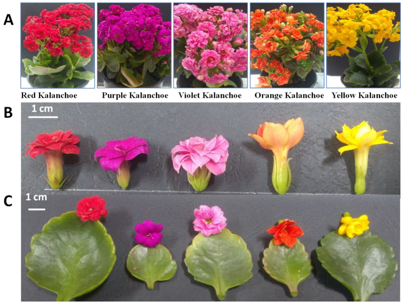 Plants 11 01722 g001