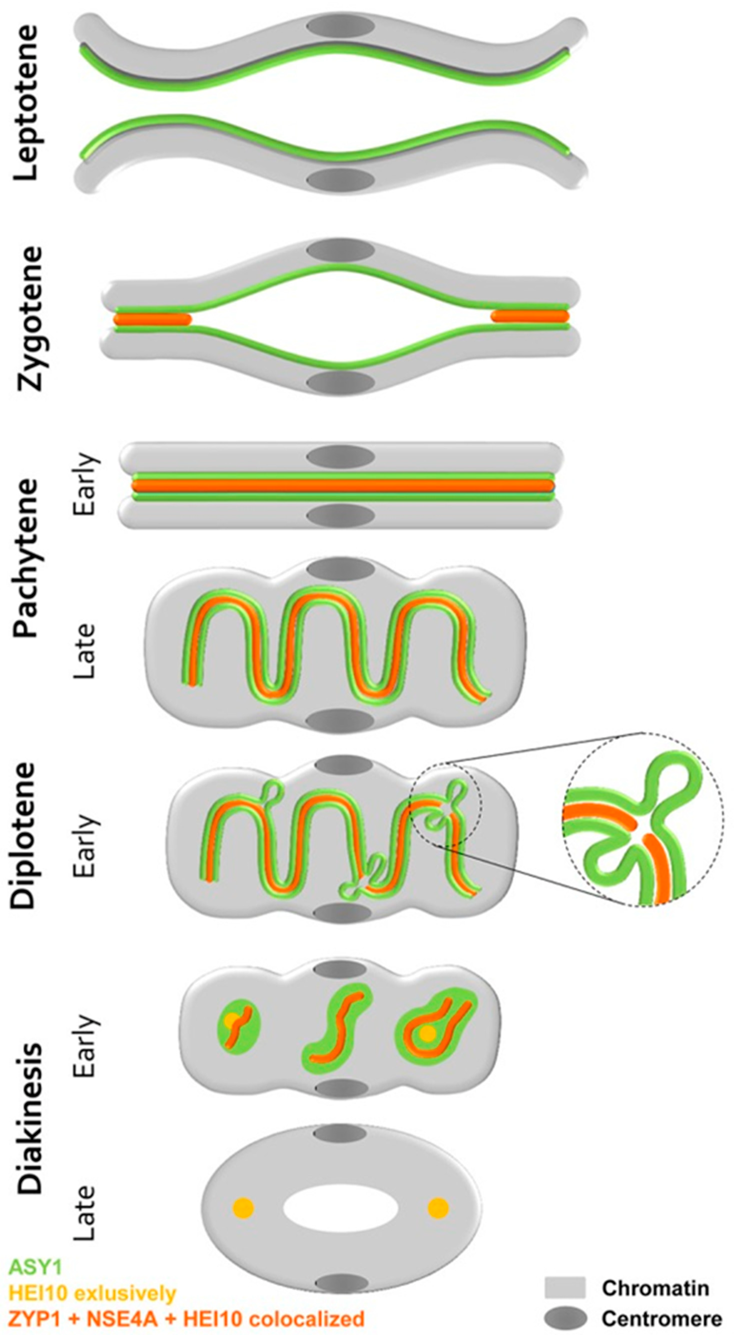 Plants 11 01753 g008