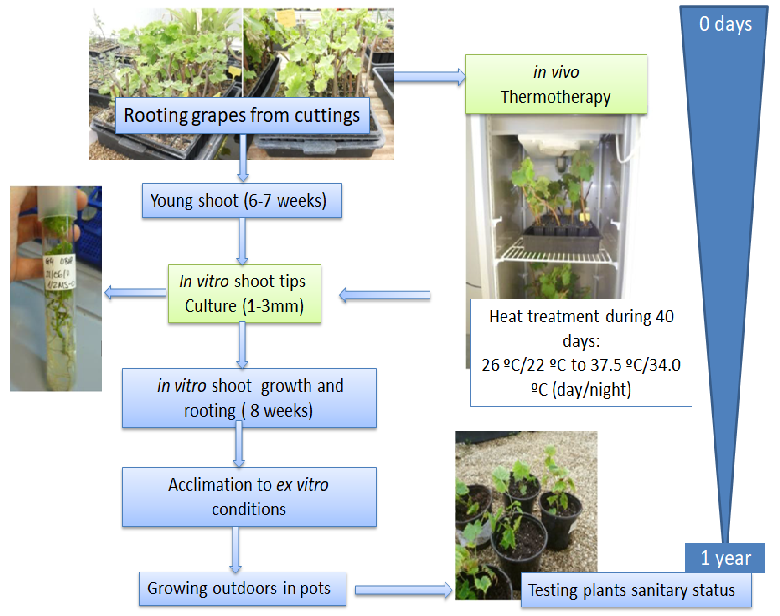 Plants 11 01754 g001