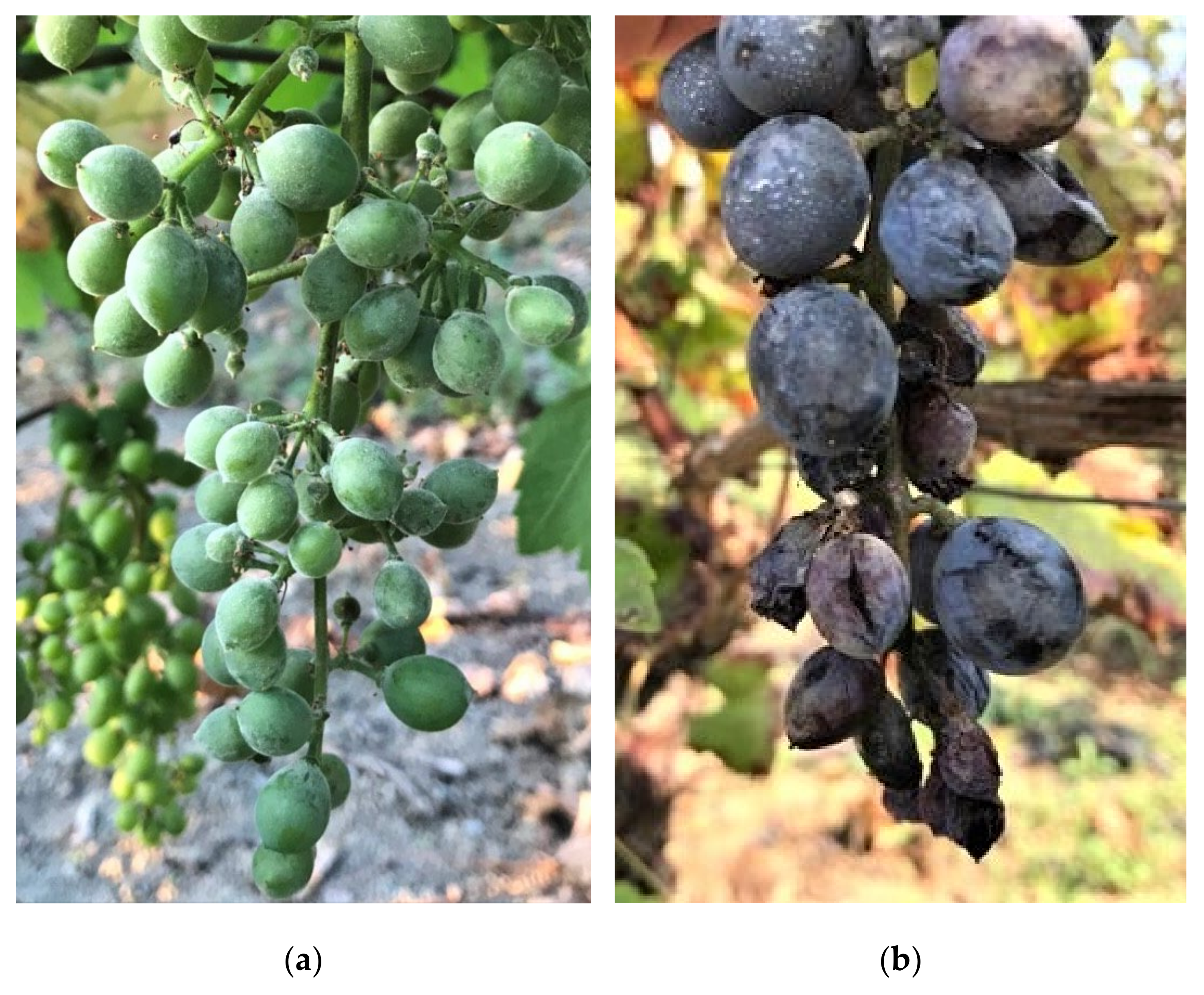 Plants 11 01763 g002