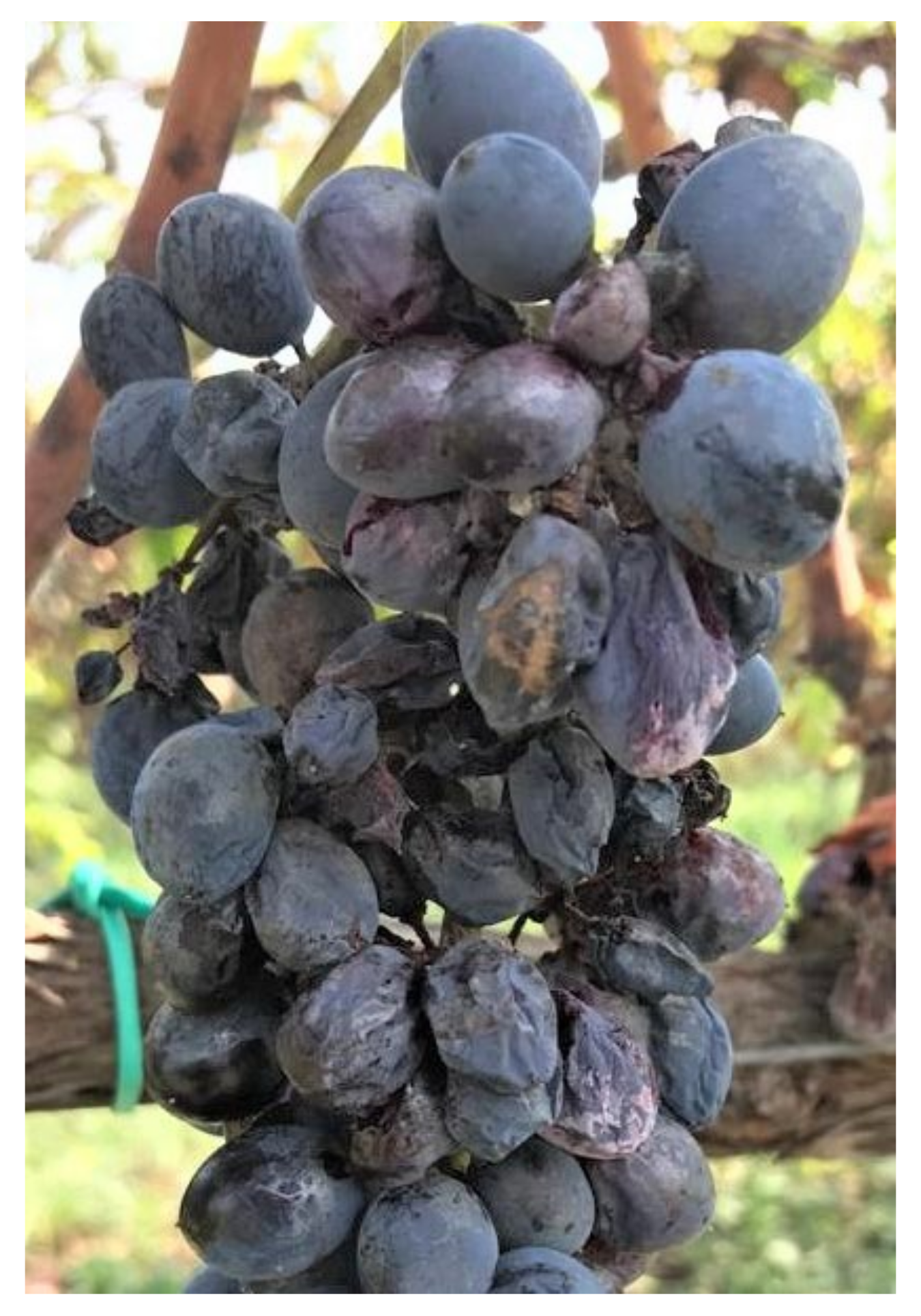 Plants 11 01763 g004