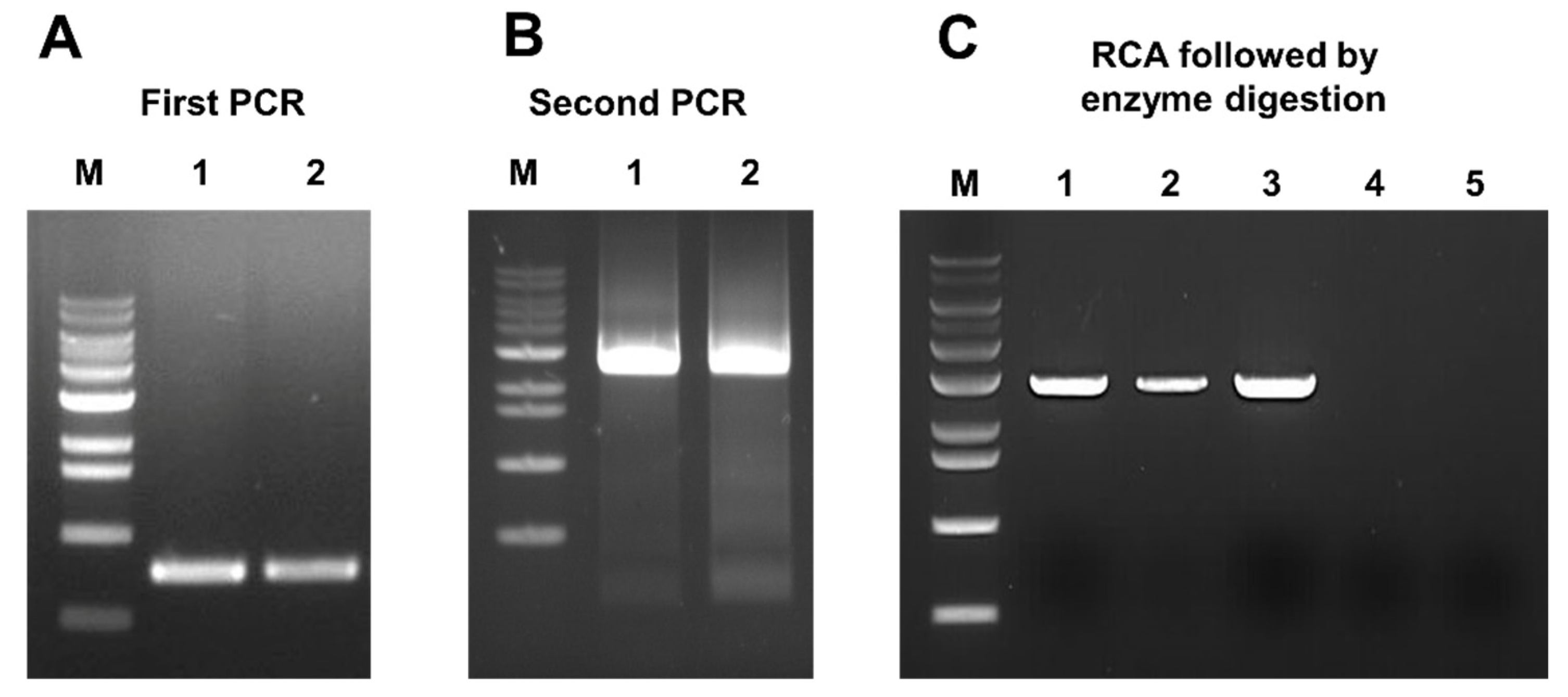 Plants 11 01768 g001