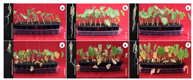 Plants 11 01780 g001