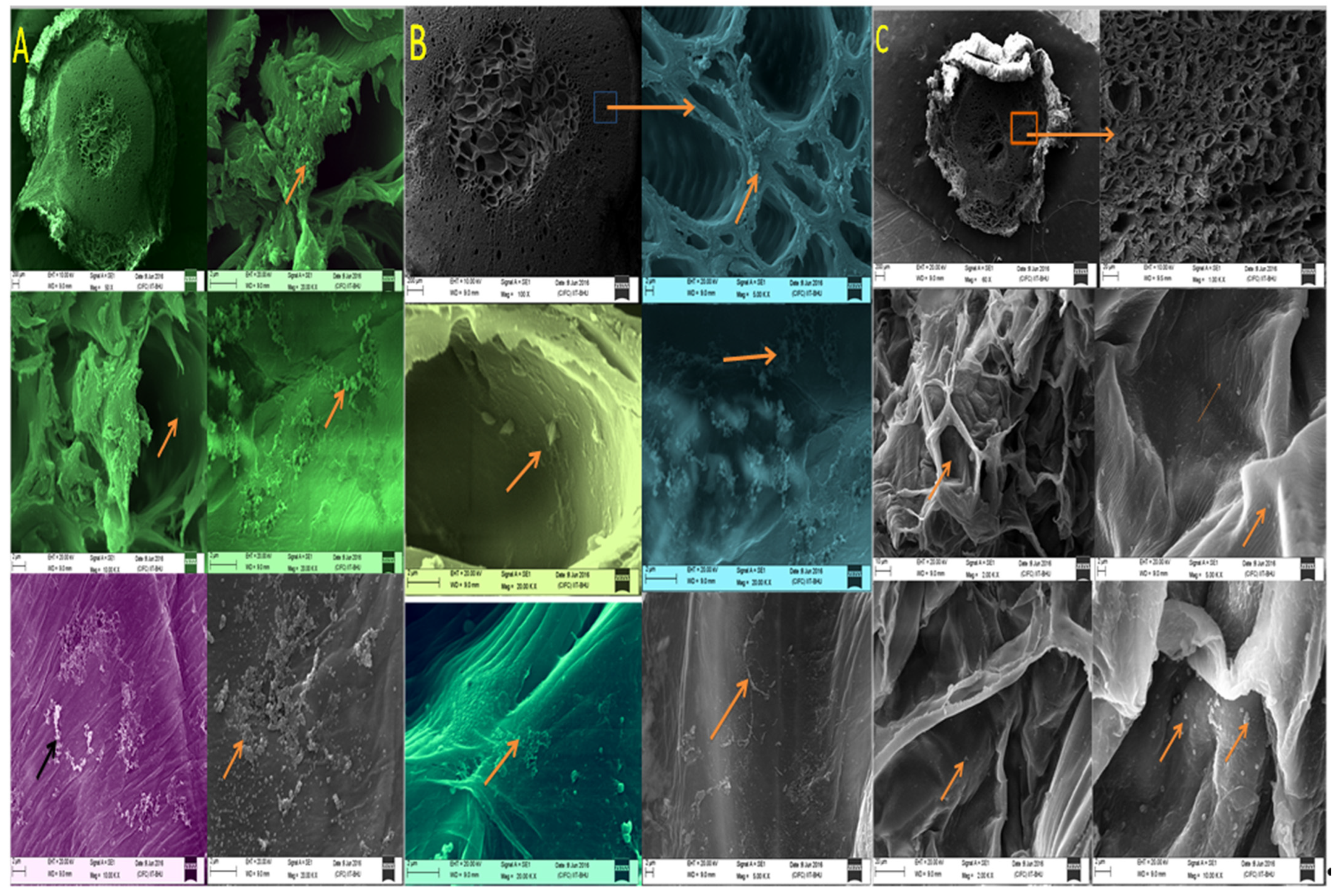 Plants 11 01787 g004