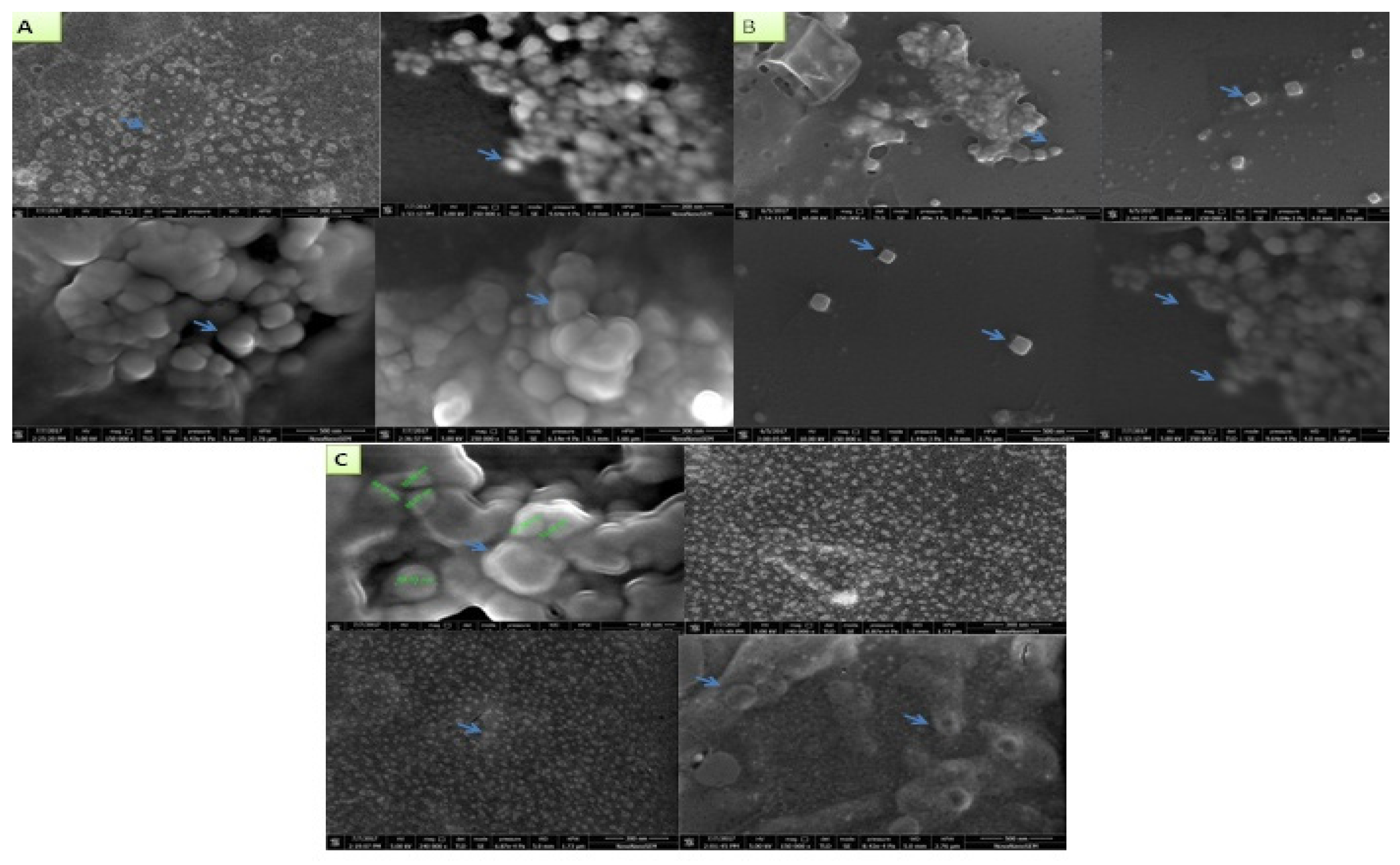 Plants 11 01787 g007