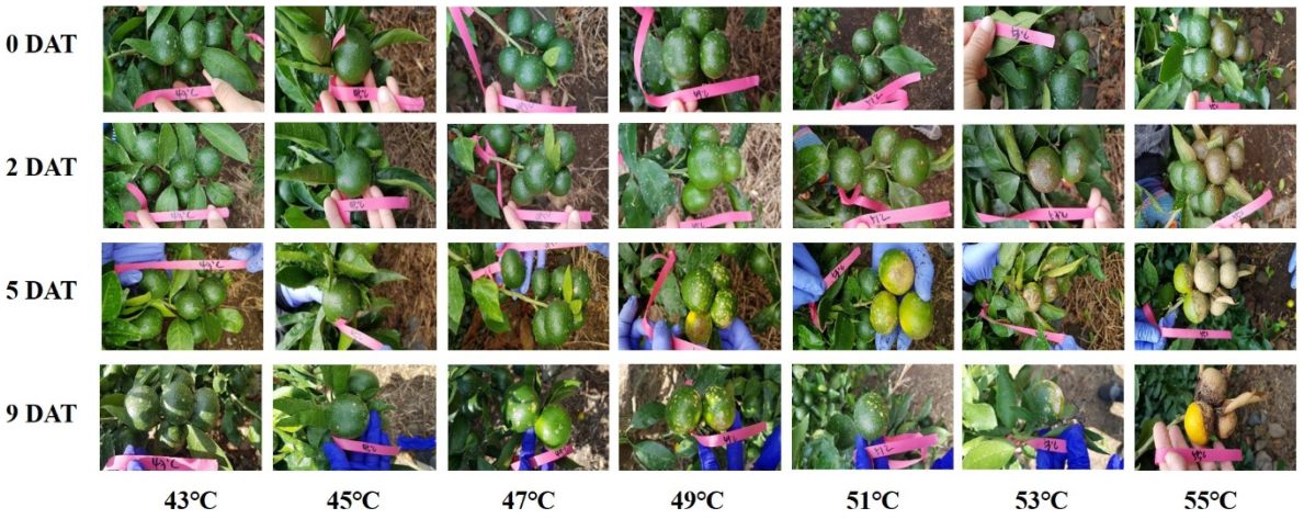 Plants 11 01801 g007