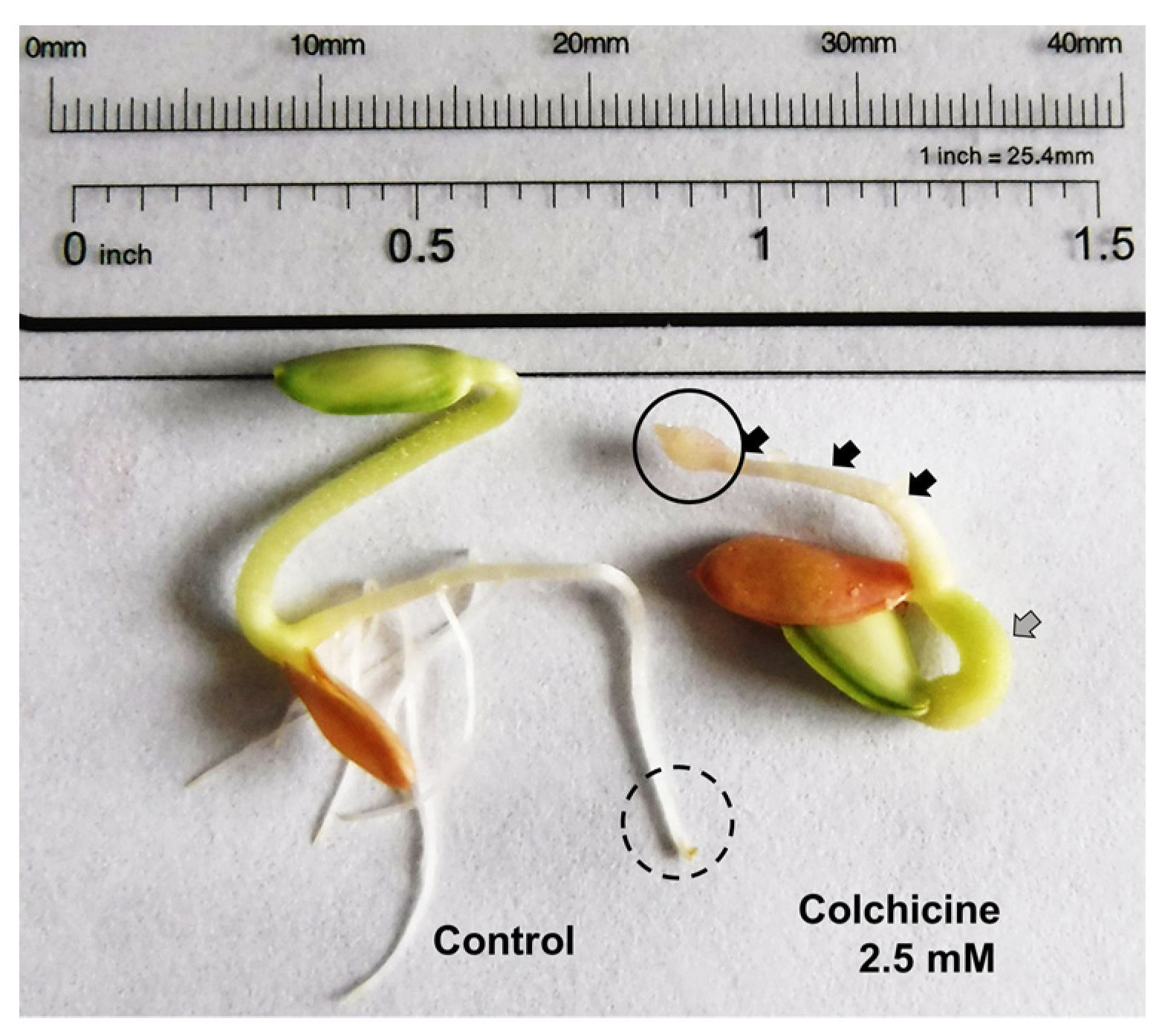 Plants 11 01805 g007