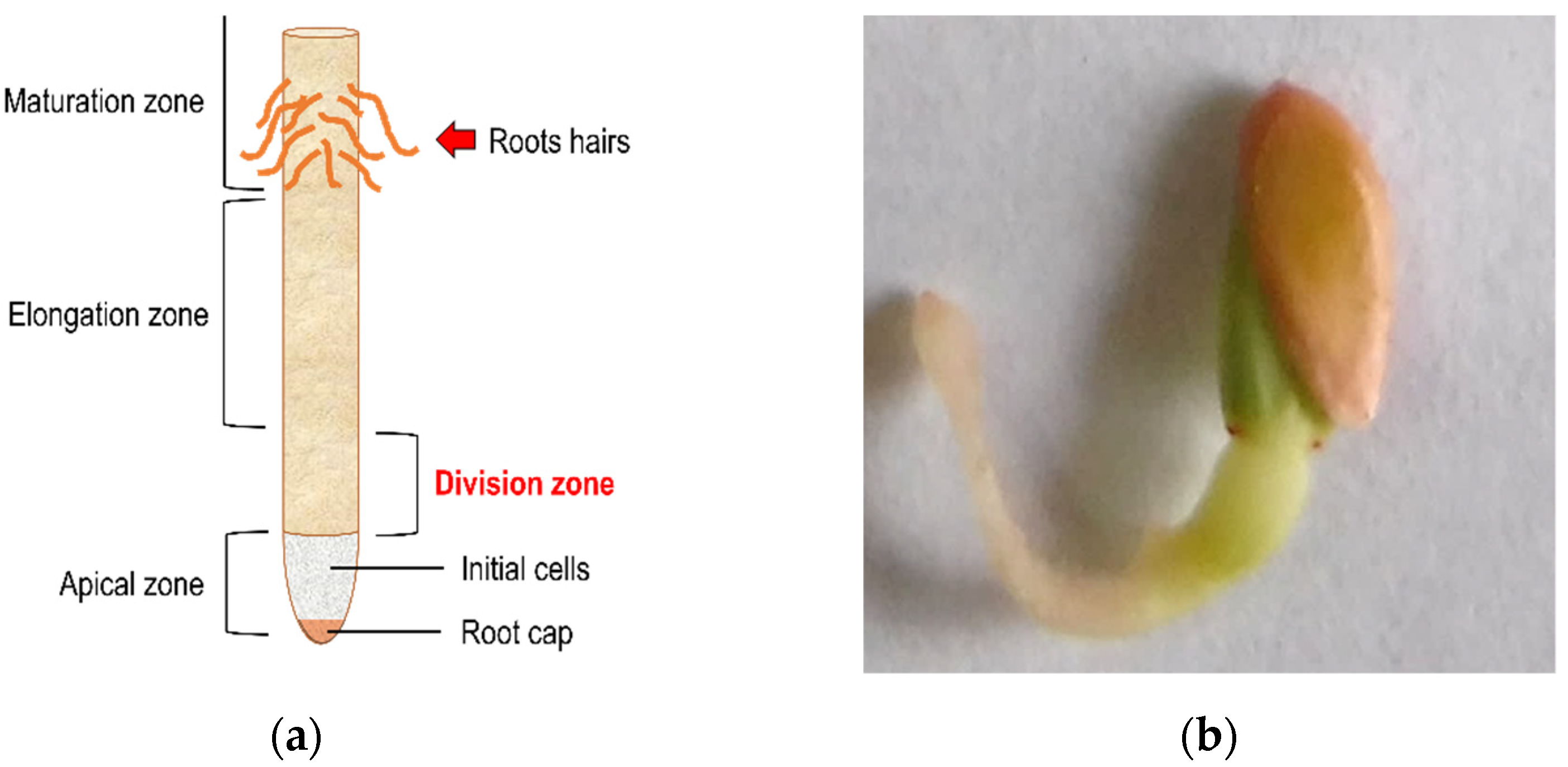 Plants 11 01805 g008