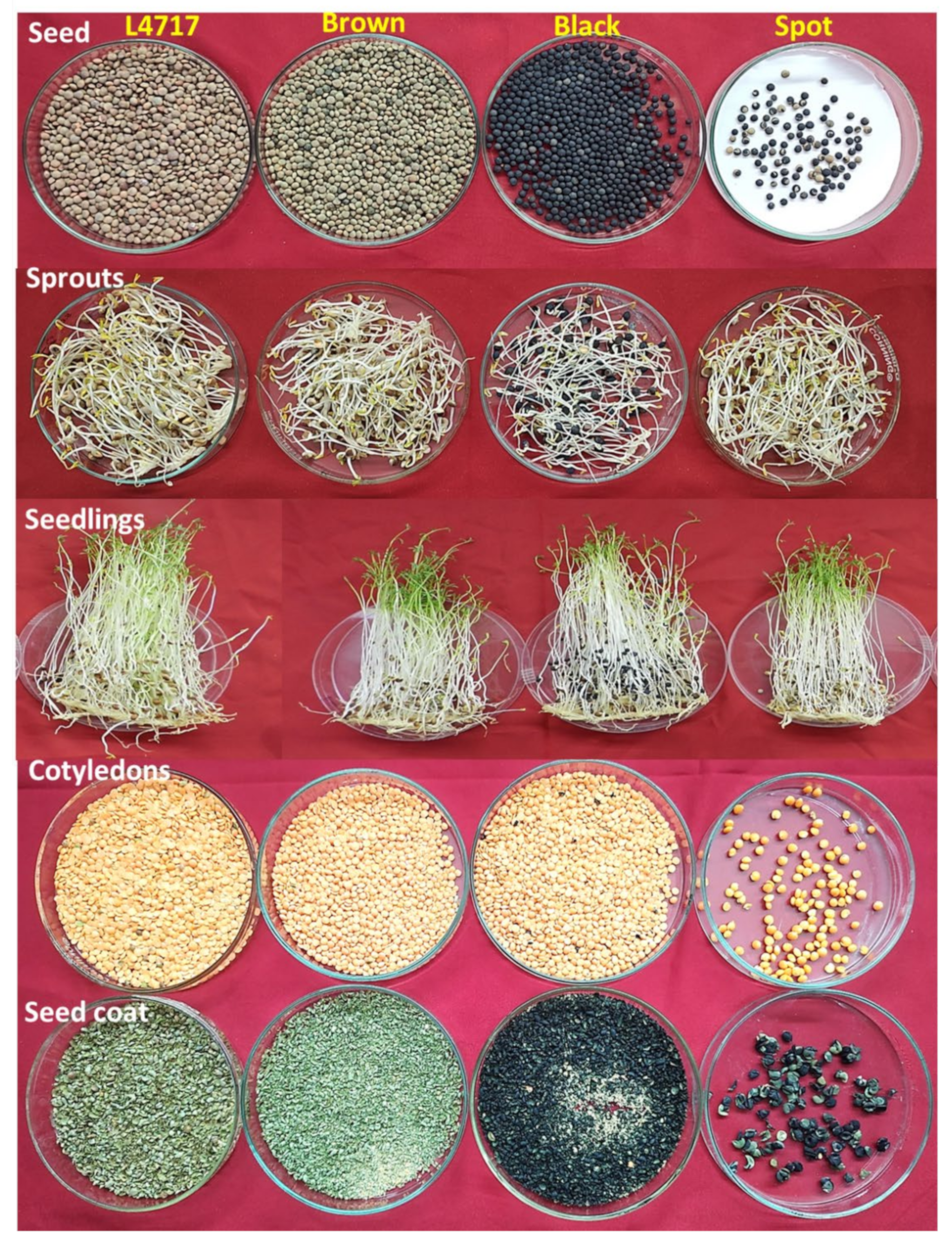 Plants 11 01815 g001 Plants 11 01815 g001