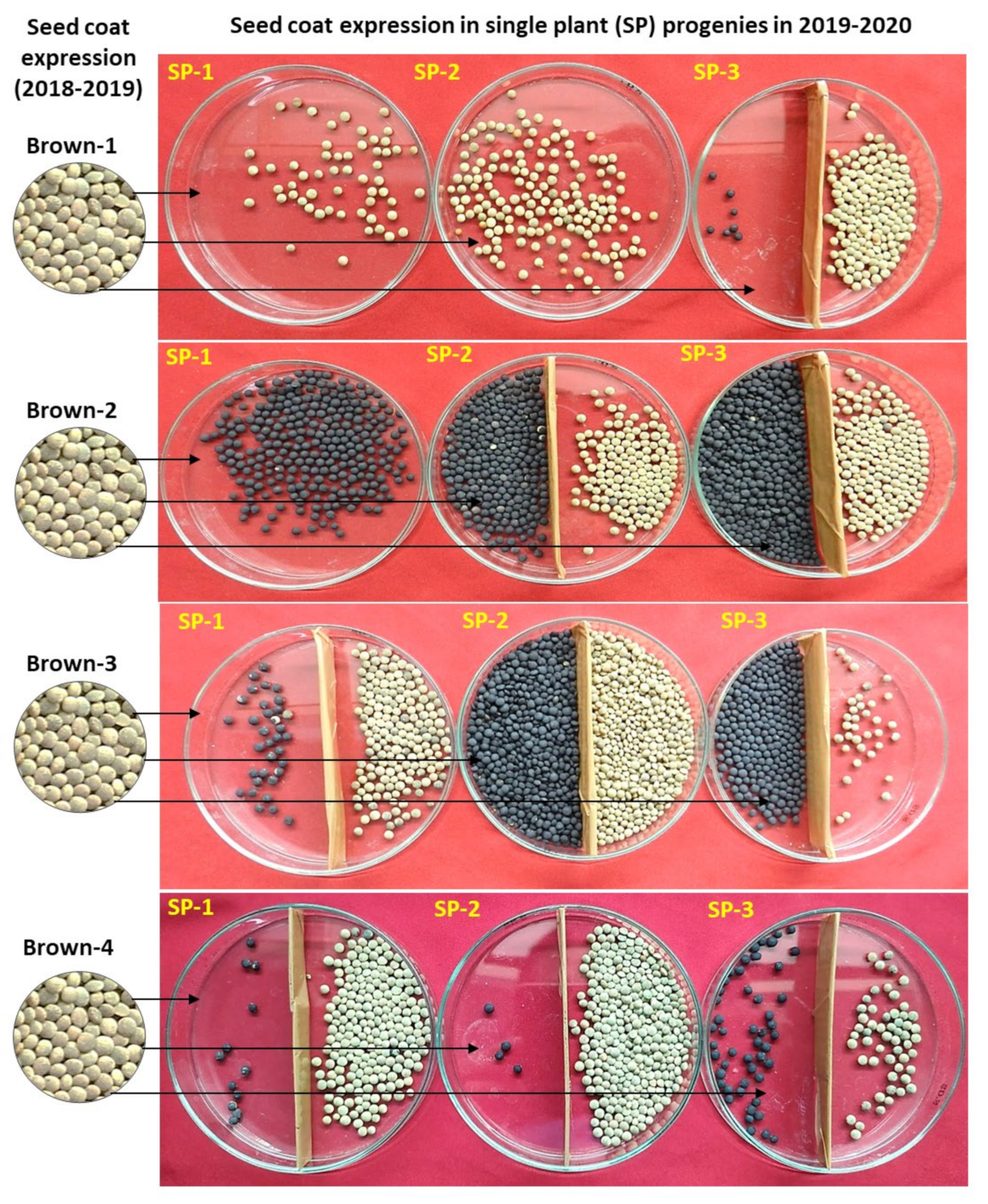 Plants 11 01815 g002 Plants 11 01815 g002