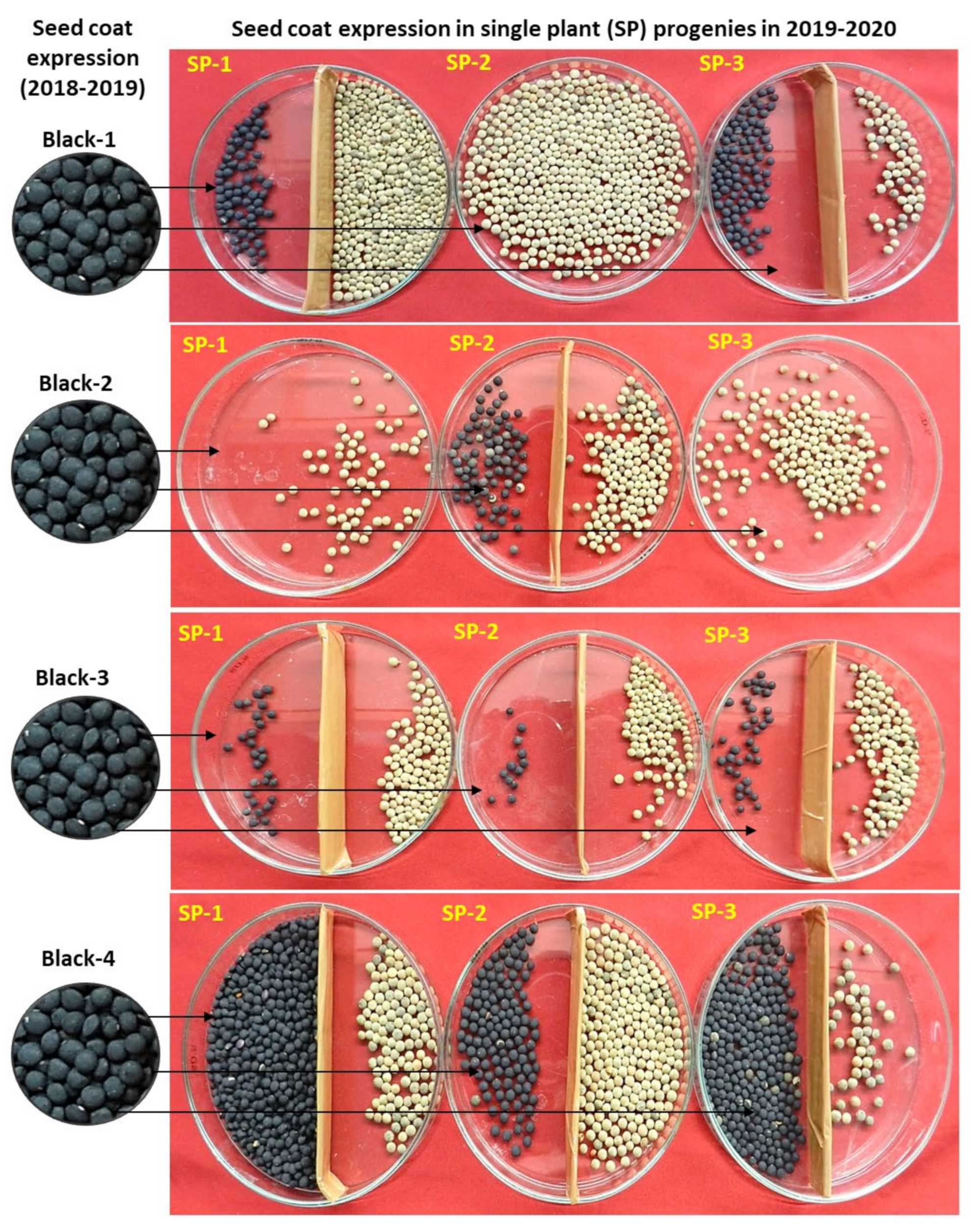 Plants 11 01815 g003 Plants 11 01815 g003