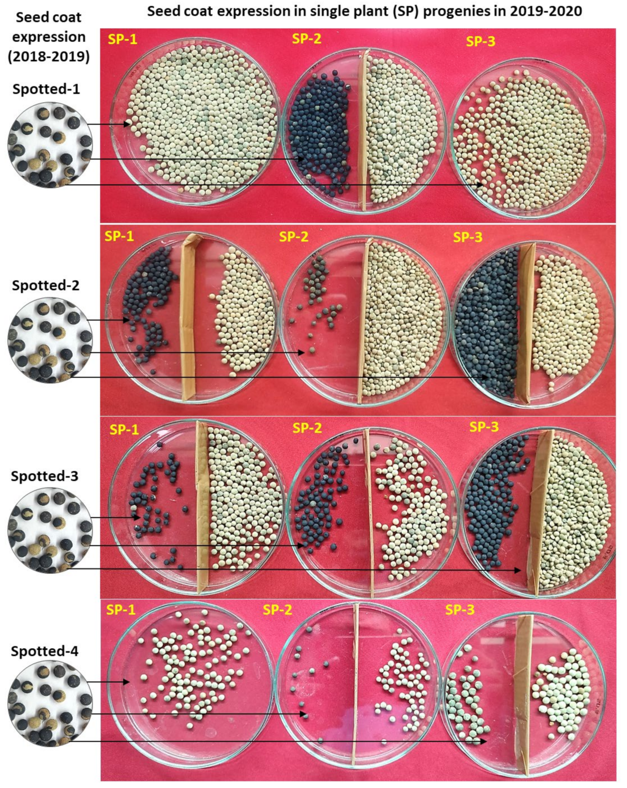Plants 11 01815 g004 Plants 11 01815 g004