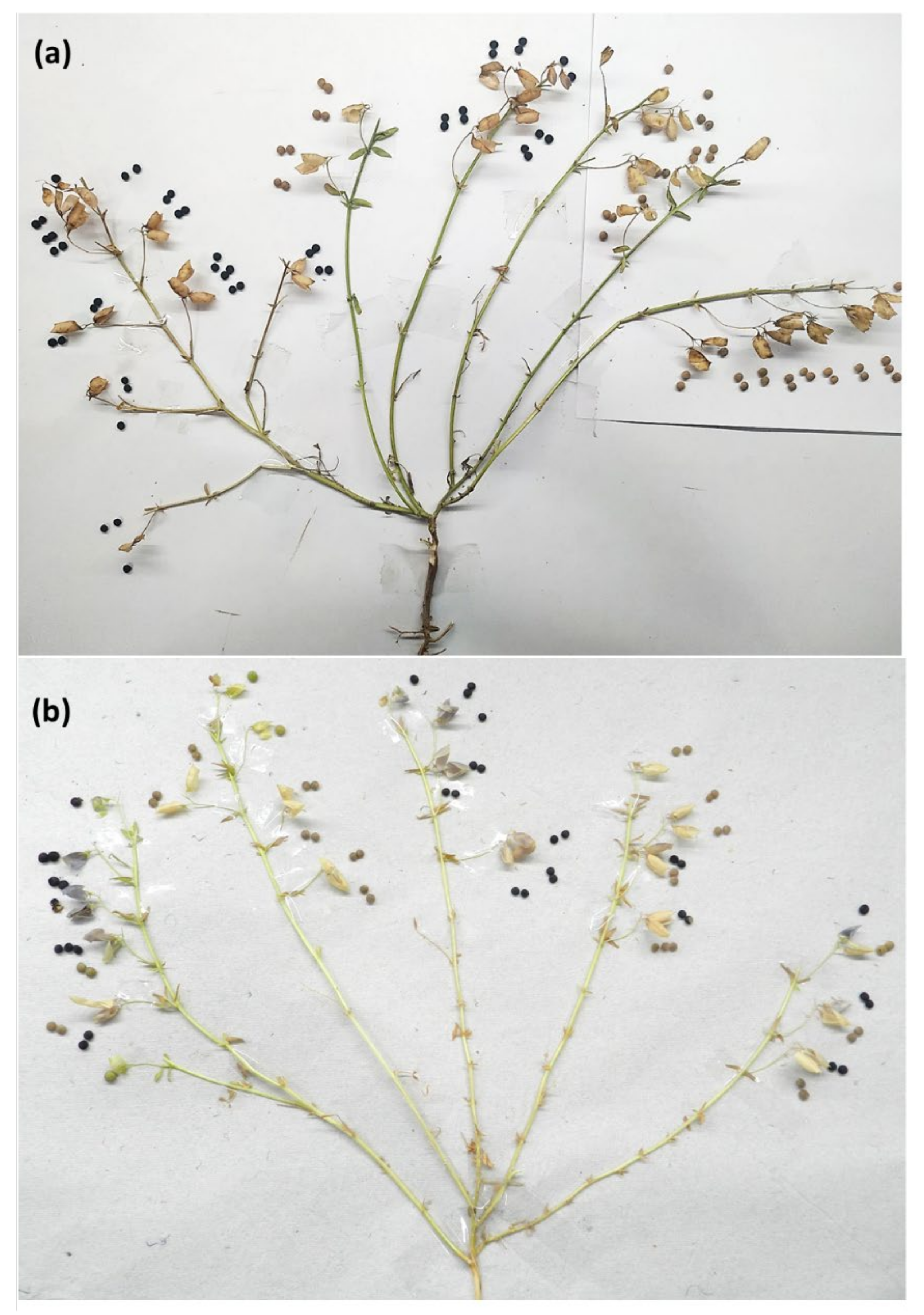 Plants 11 01815 g008 Plants 11 01815 g008