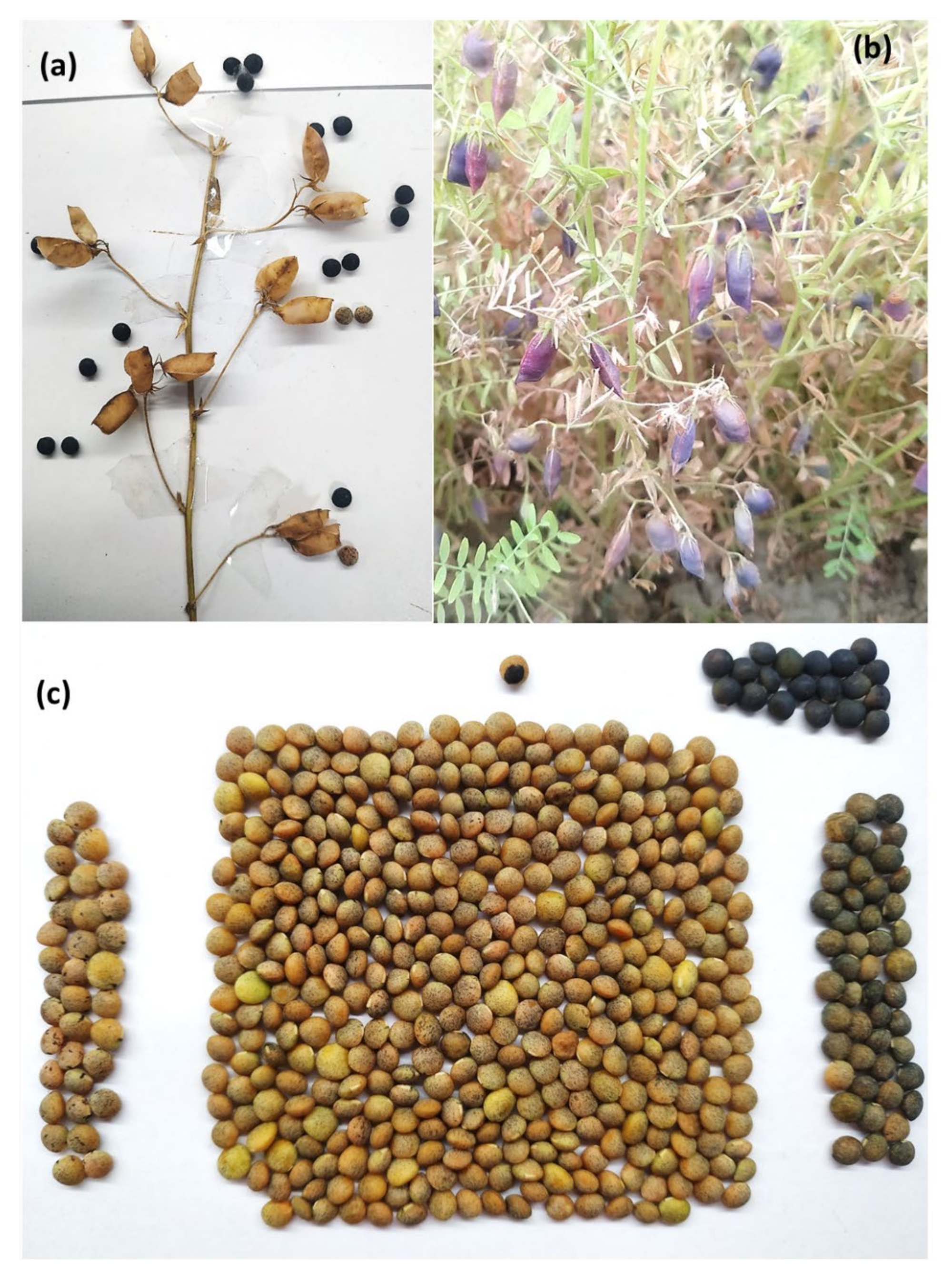 Plants 11 01815 g009 Plants 11 01815 g009