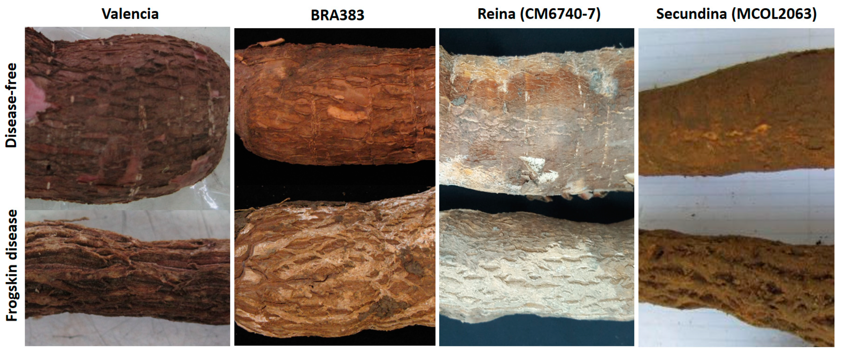 Plants 11 01841 g001 Plants 11 01841 g001