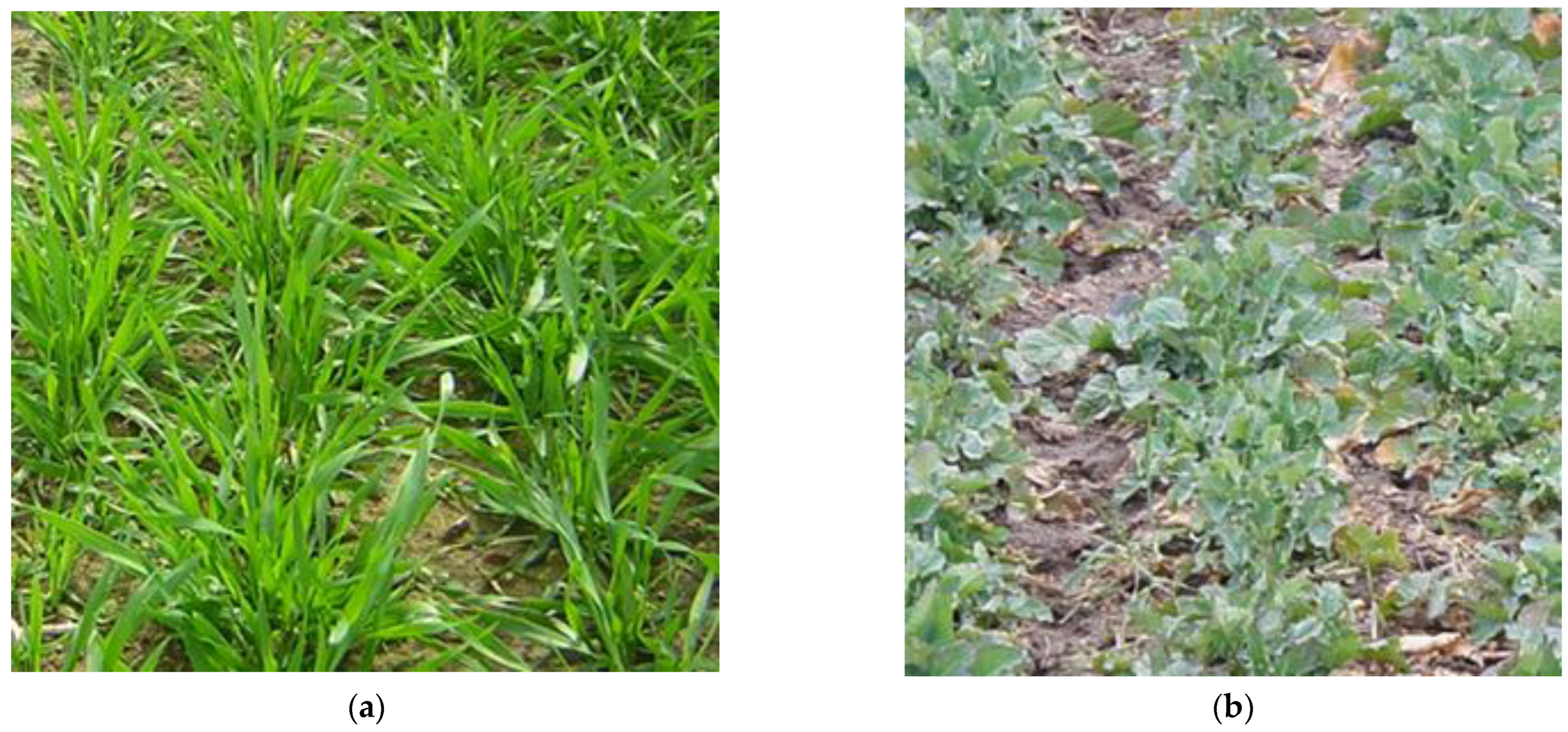 Plants 11 01855 g006