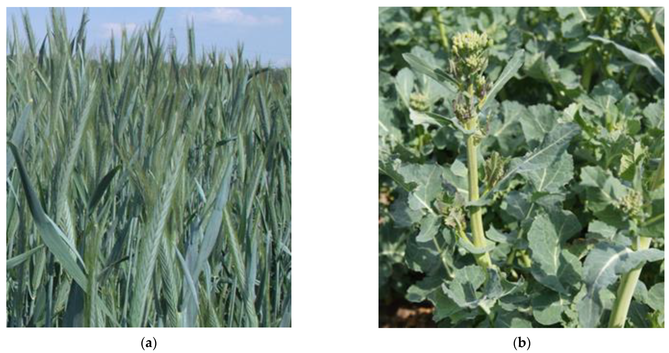 Plants 11 01855 g008