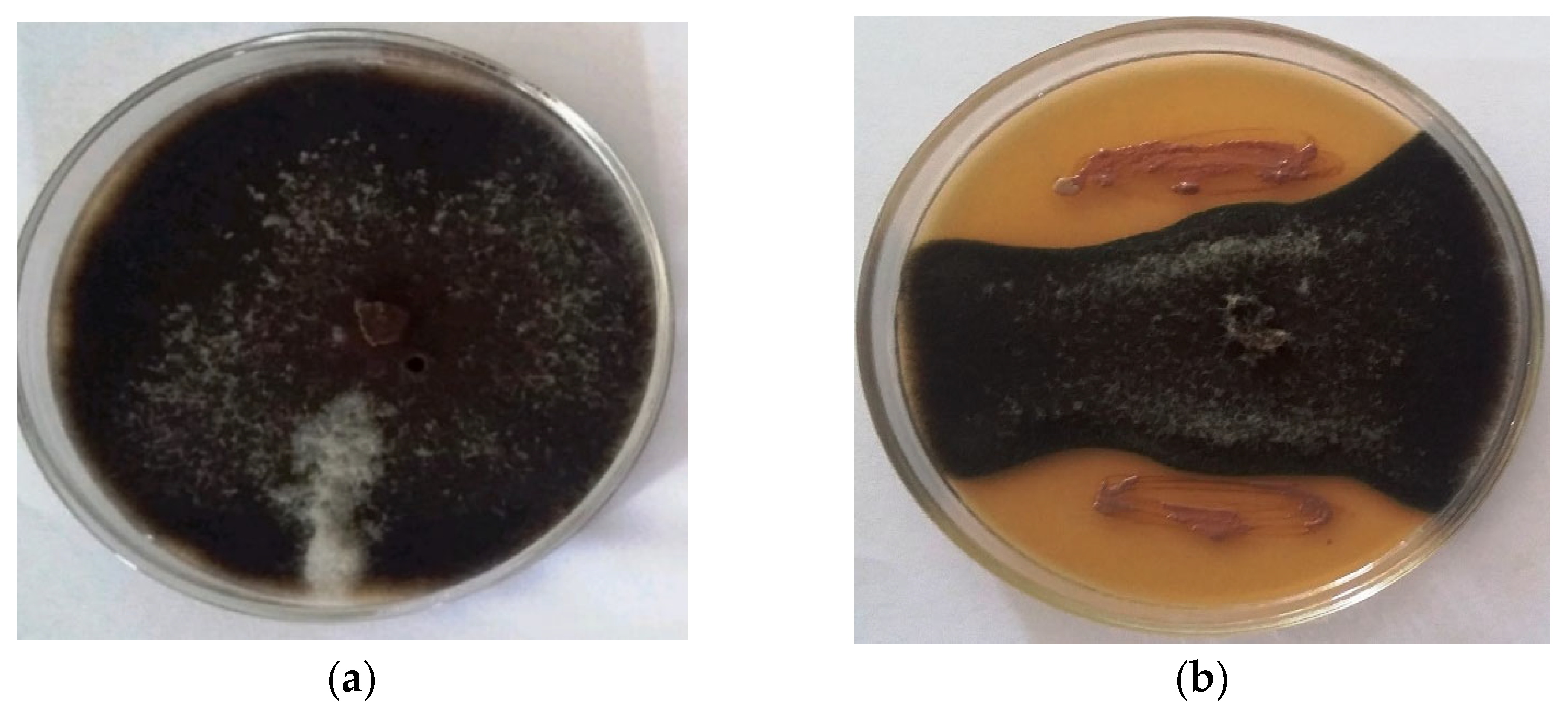 Plants 11 01857 g001