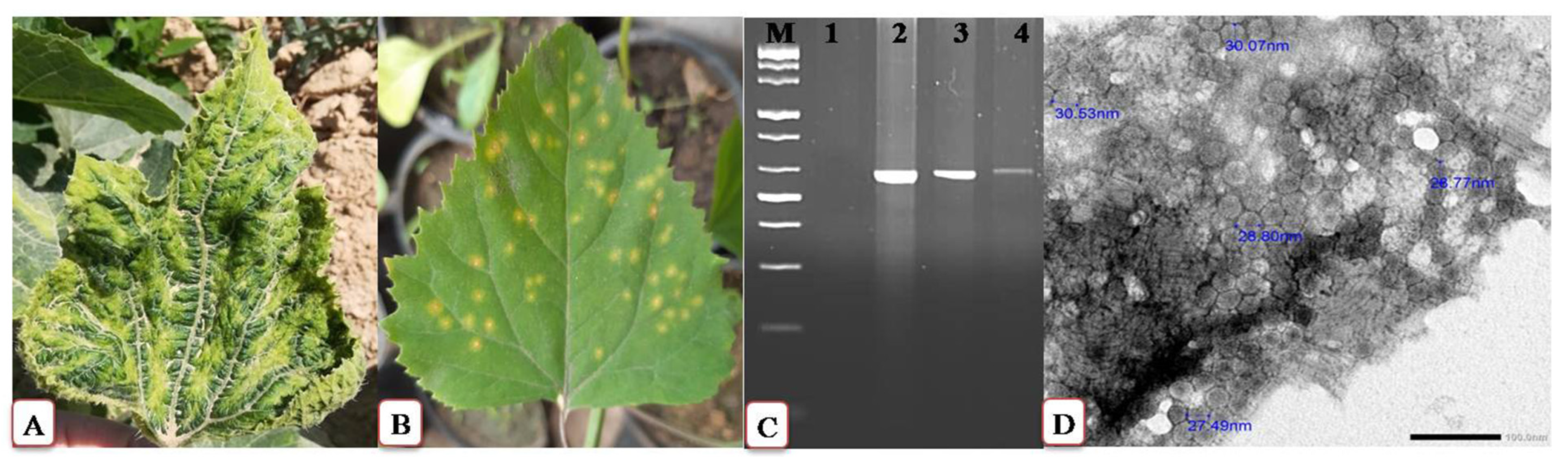 Plants 11 01908 g001