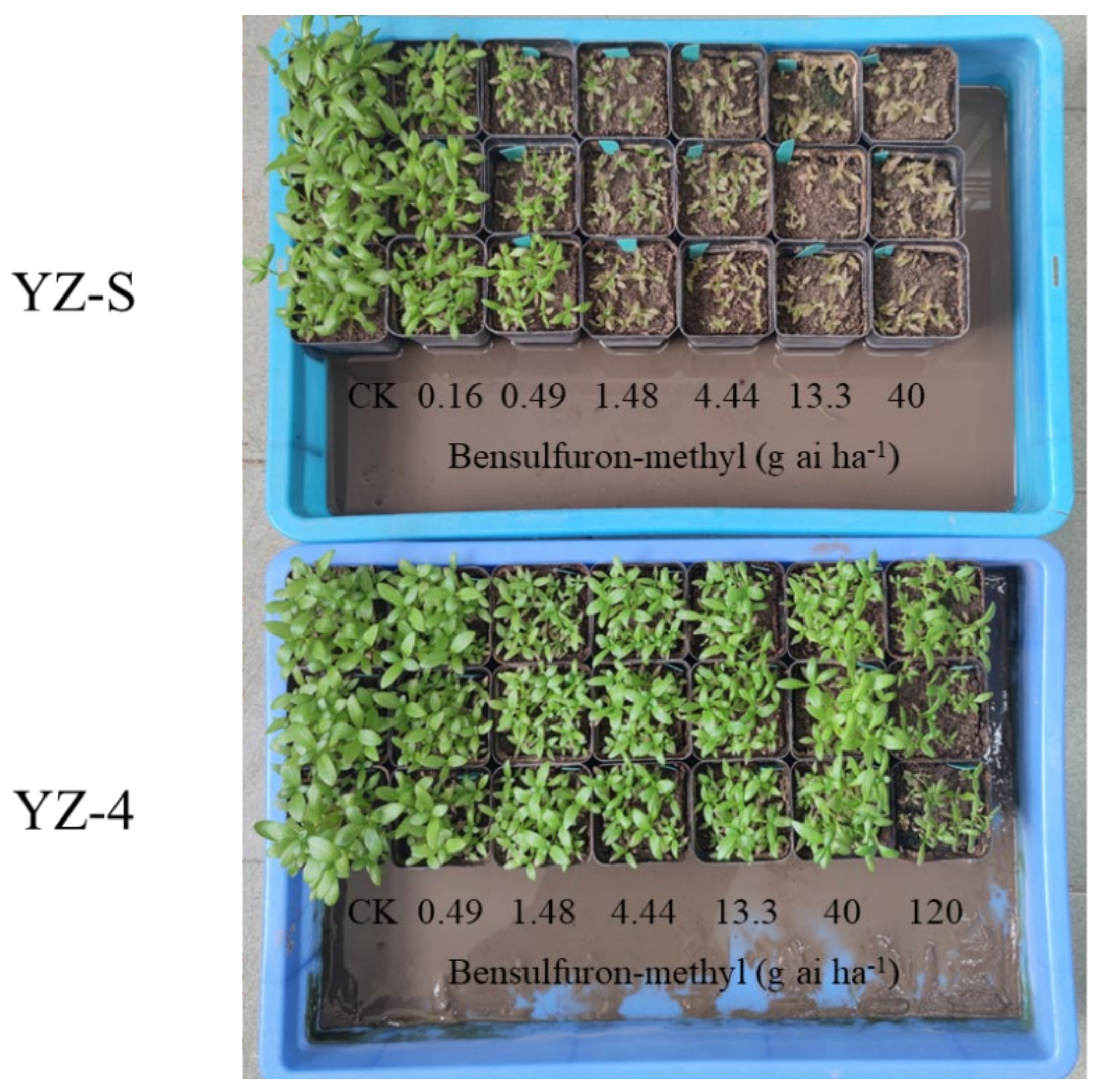 Plants 11 01926 g001