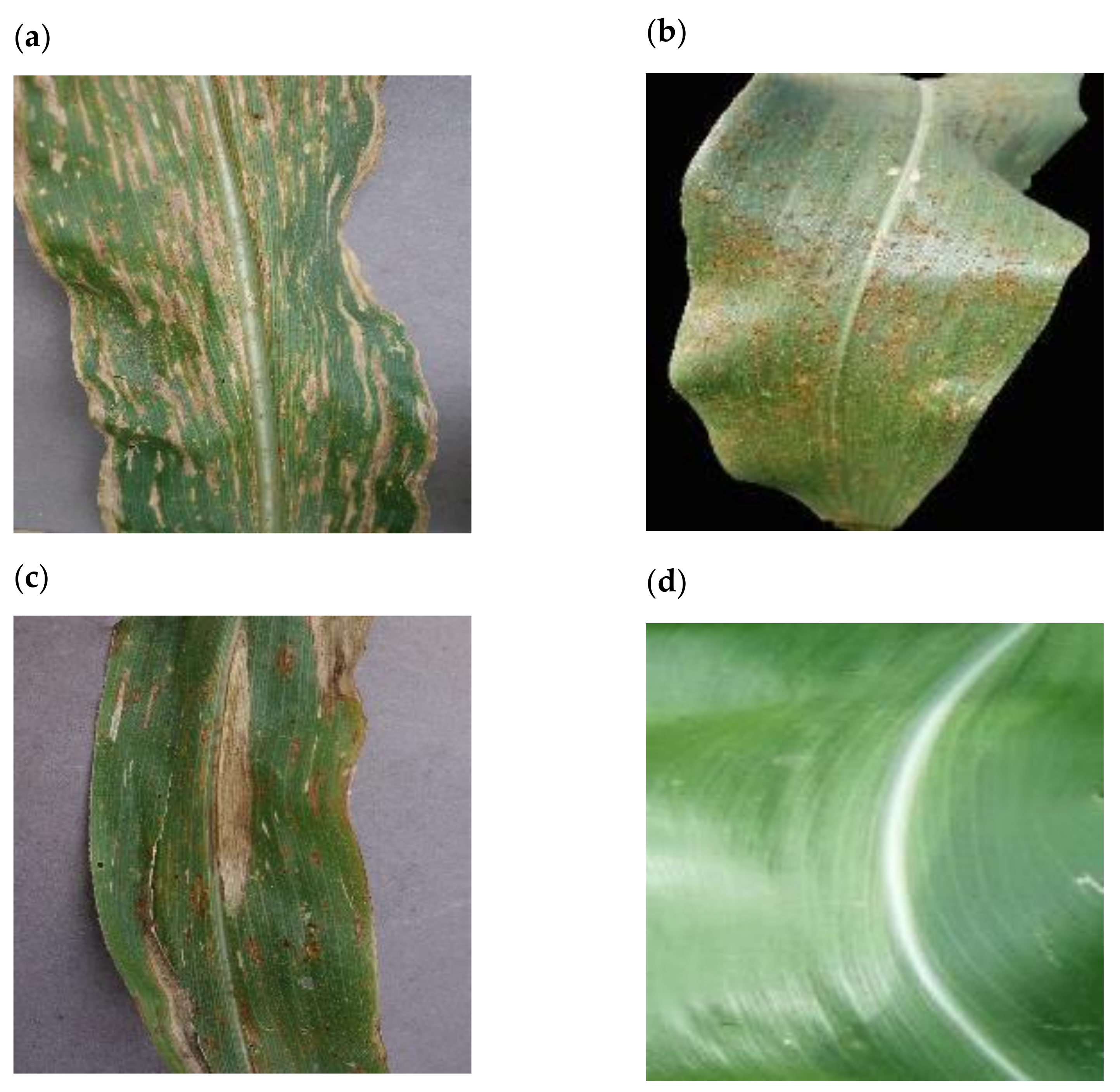 Plants 11 01942 g001