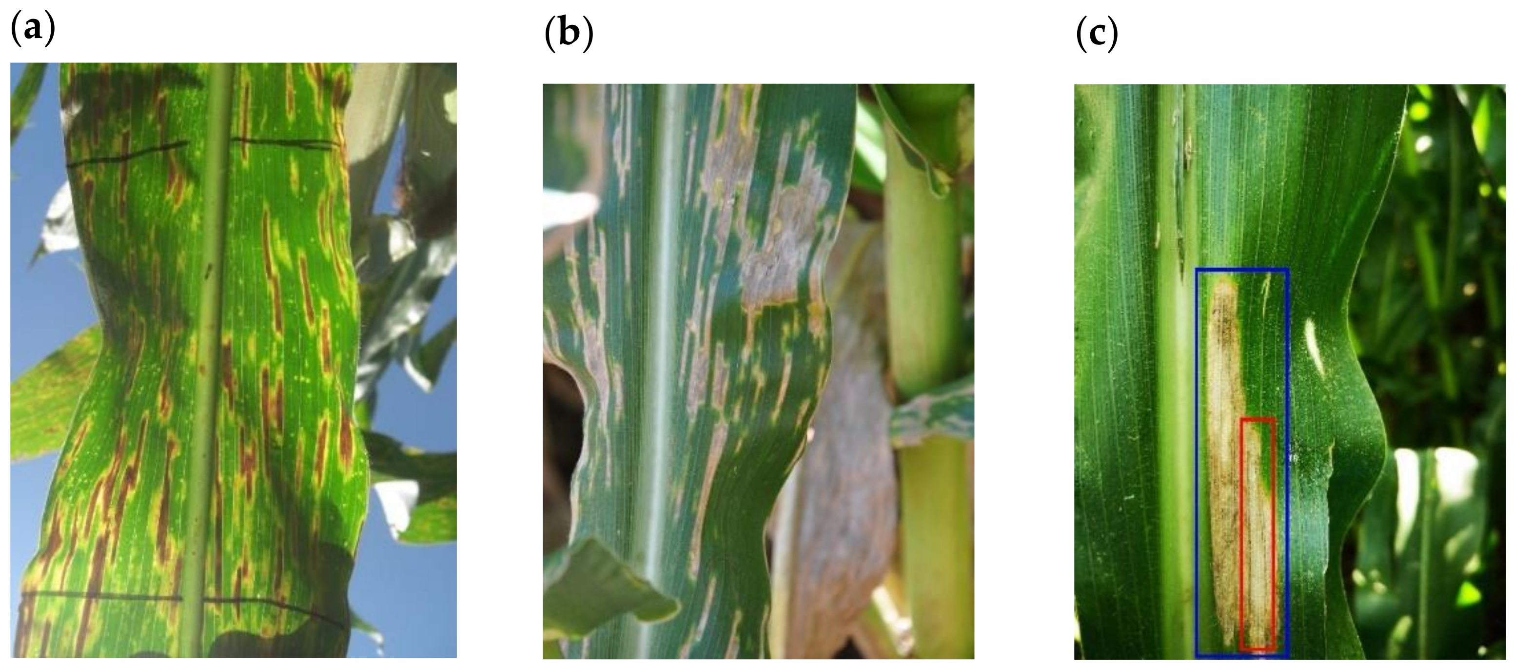 Plants 11 01942 g002