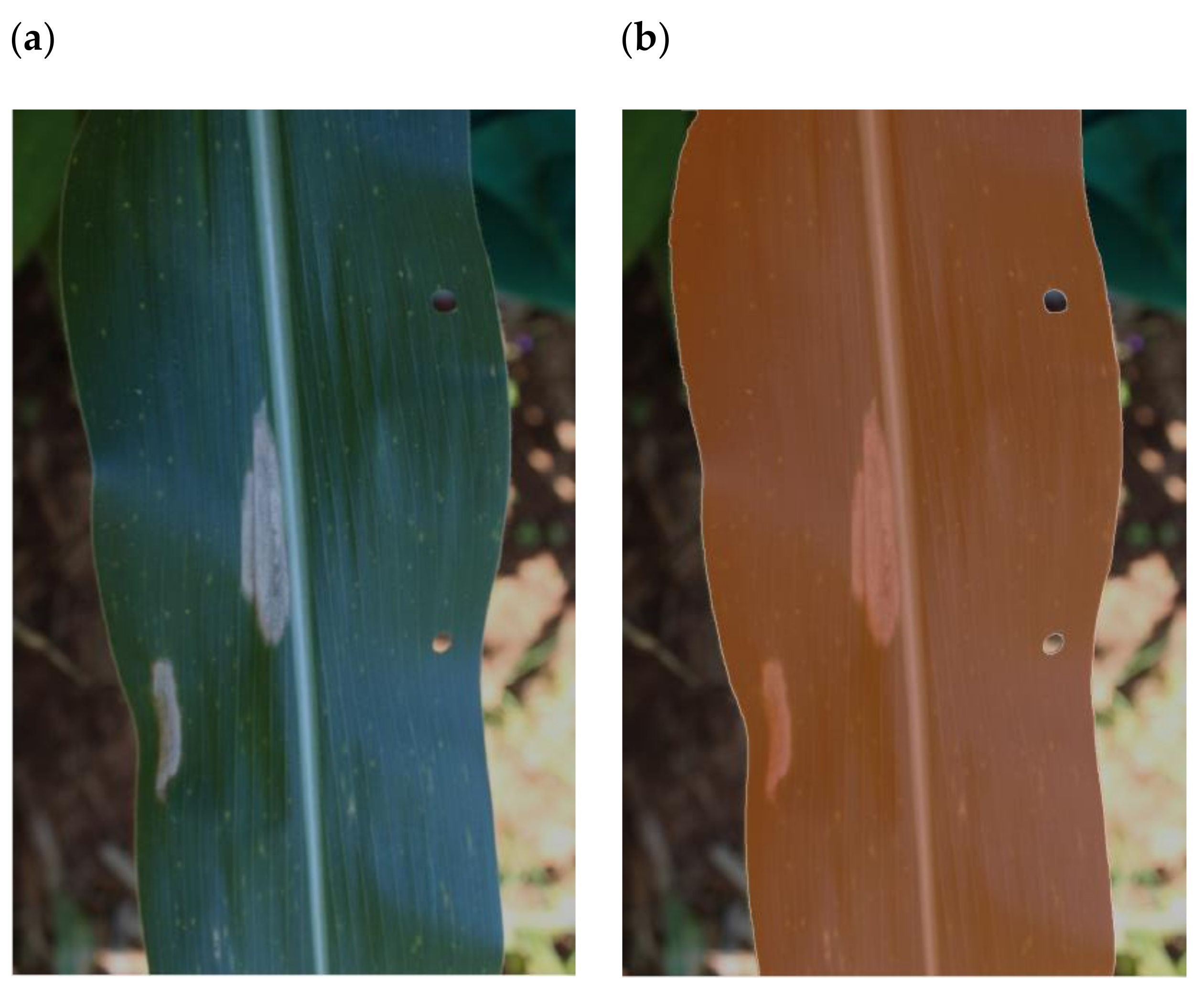 Plants 11 01942 g003