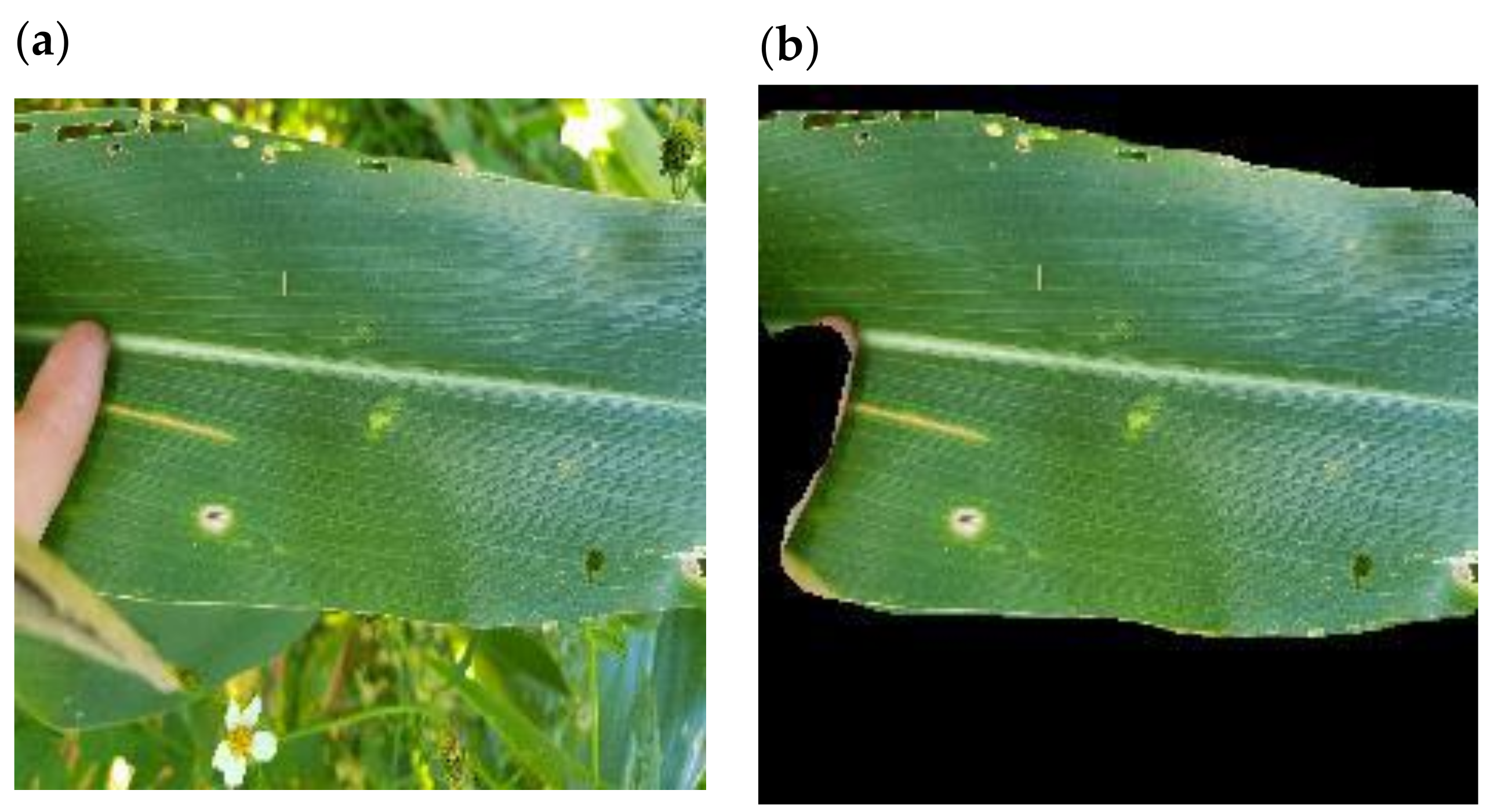 Plants 11 01942 g004