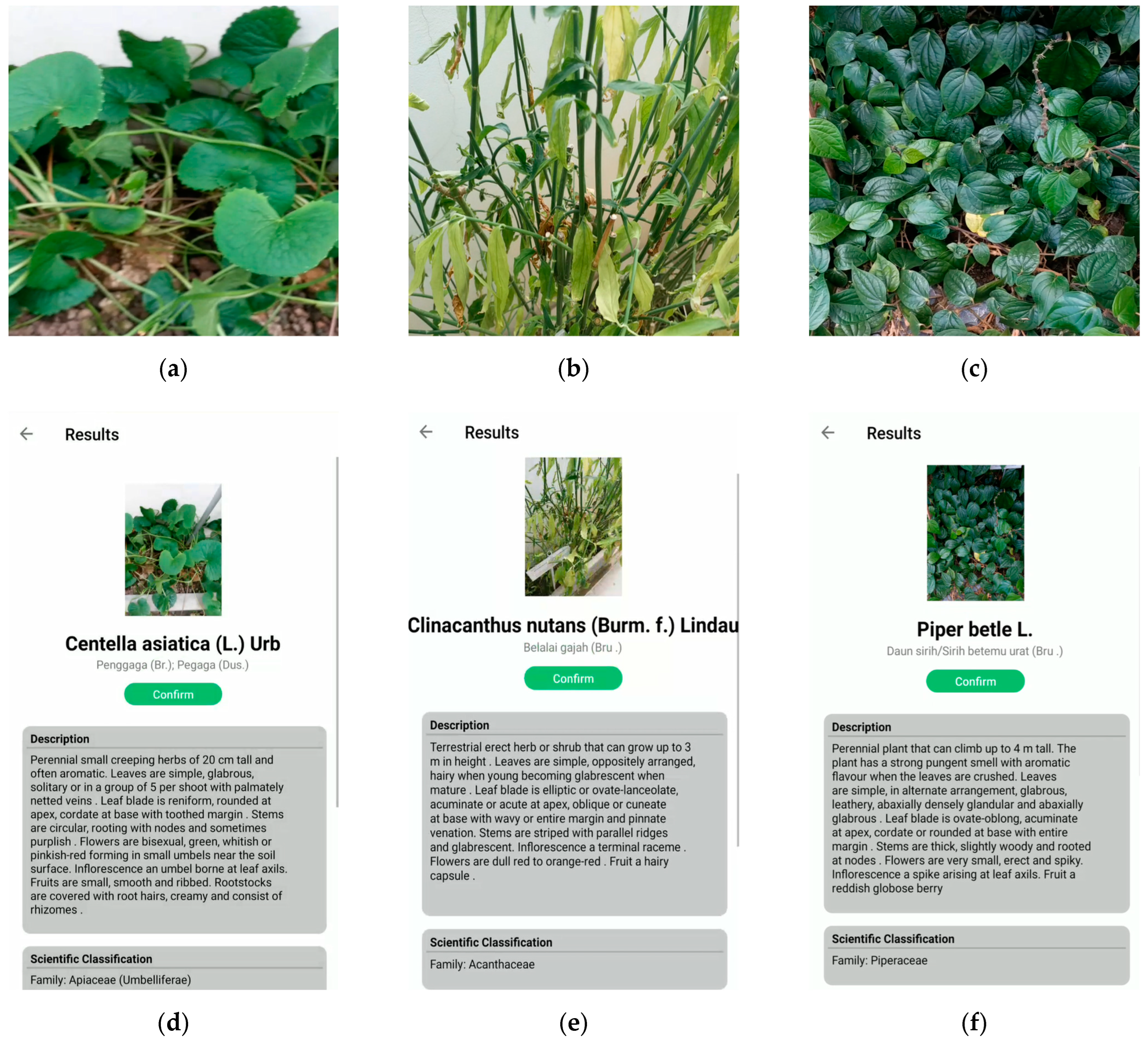 Plants 11 01952 g007