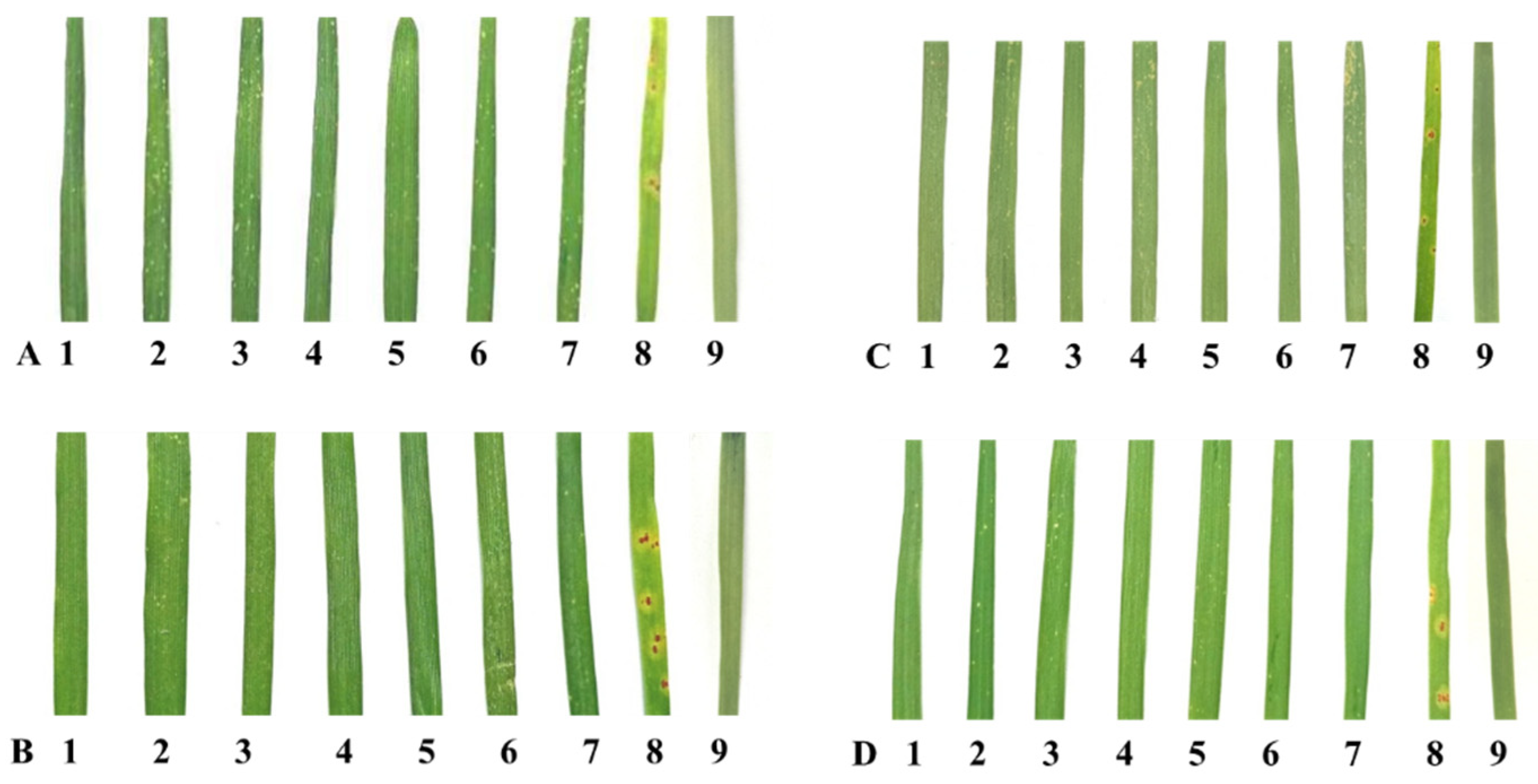 Plants 11 01965 g001