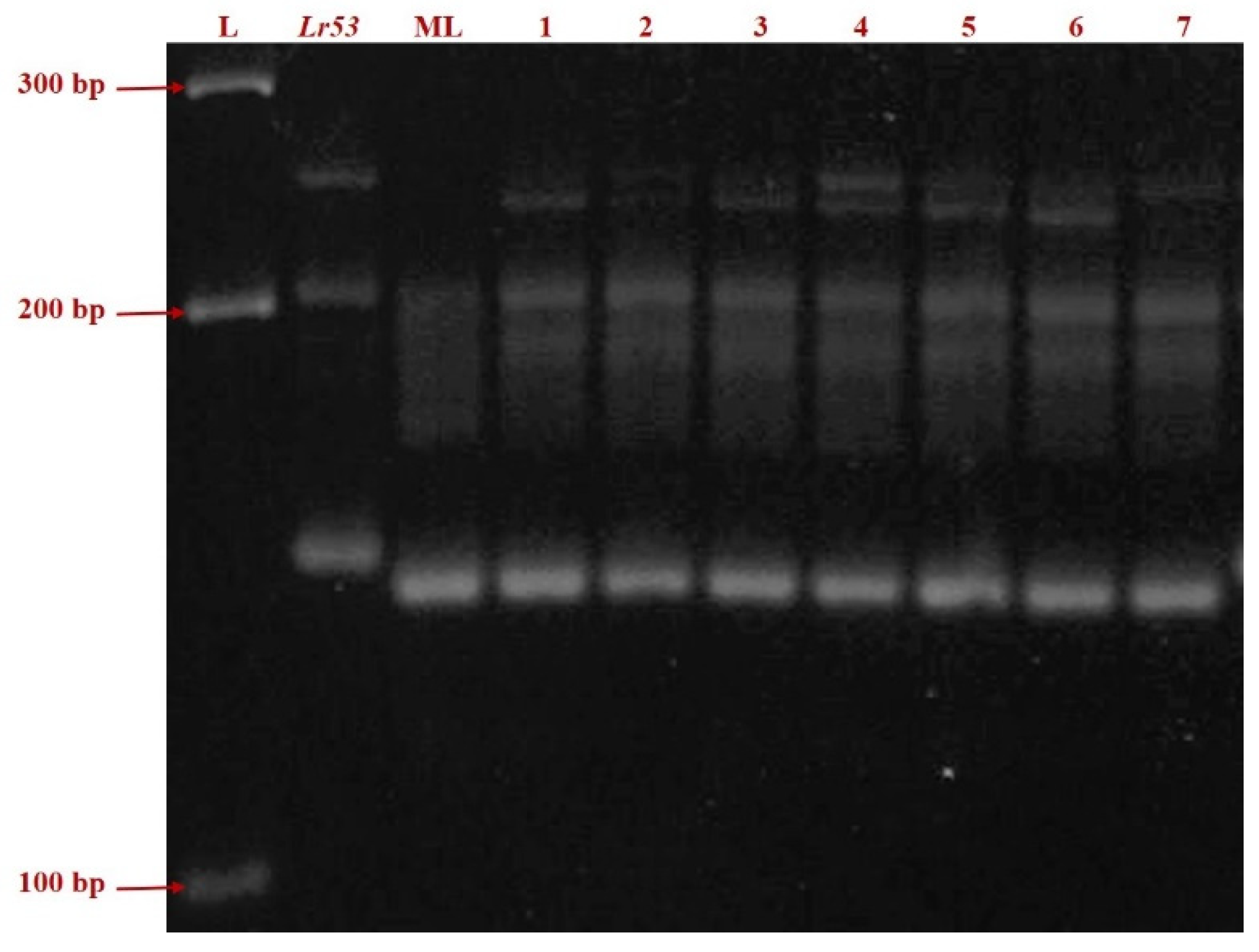 Plants 11 01965 g002