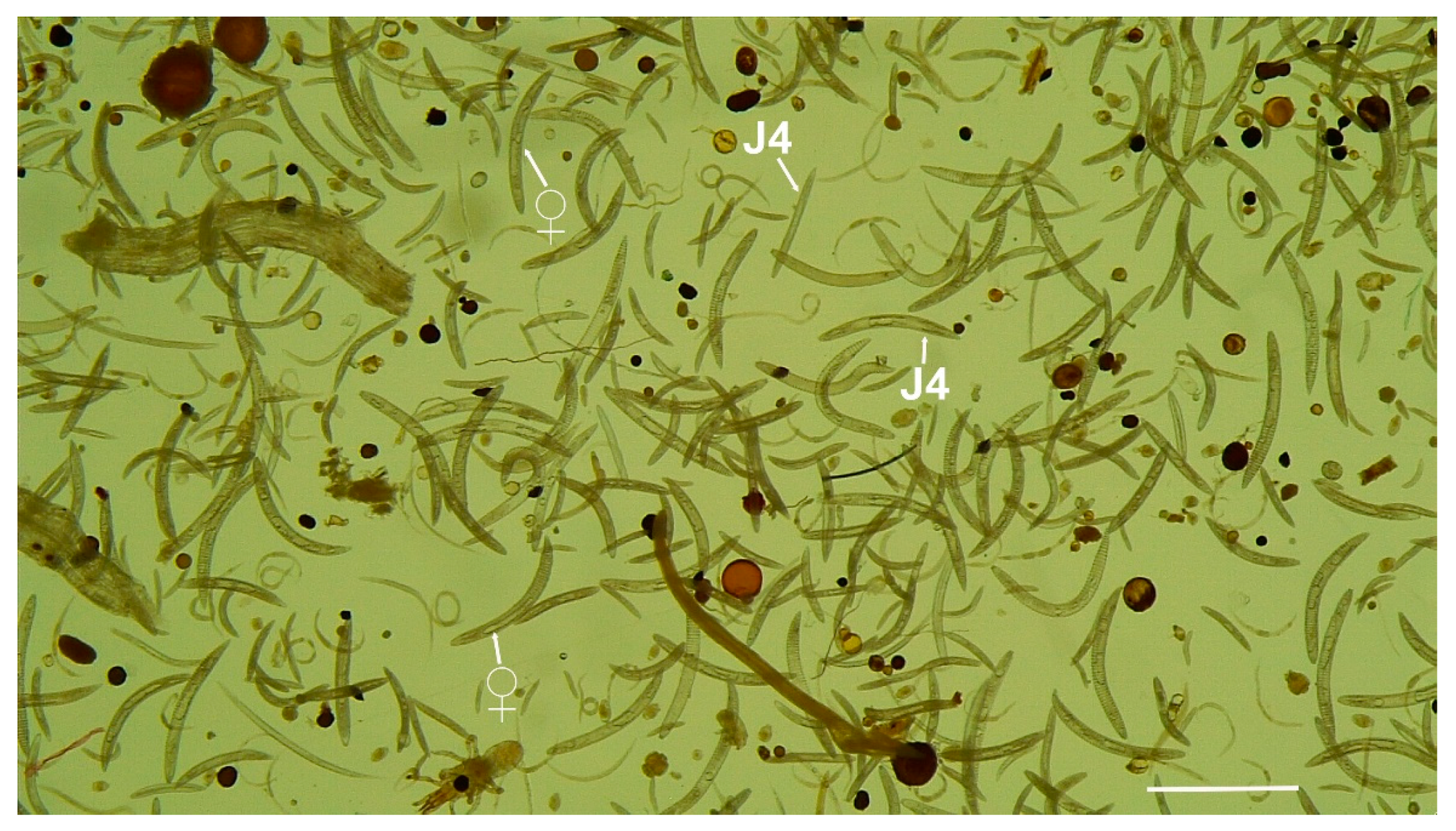 Plants 11 01977 g001